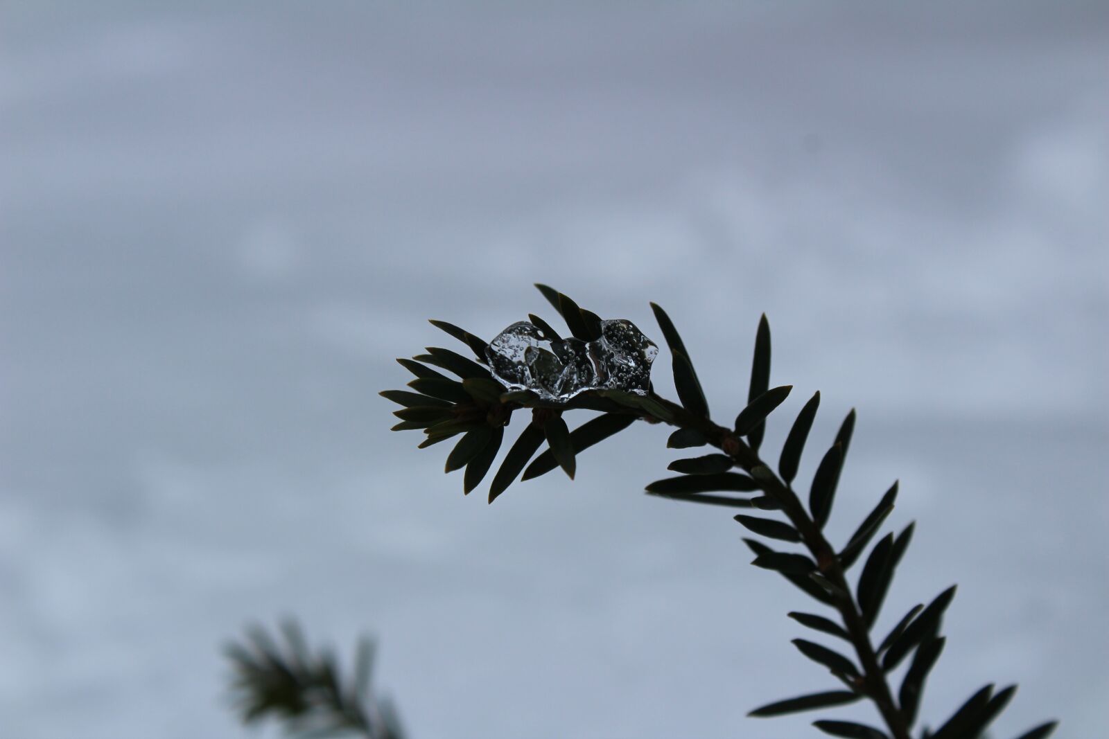 Canon EOS 1200D (EOS Rebel T5 / EOS Kiss X70 / EOS Hi) sample photo. Branch, bush, cold, frigid photography