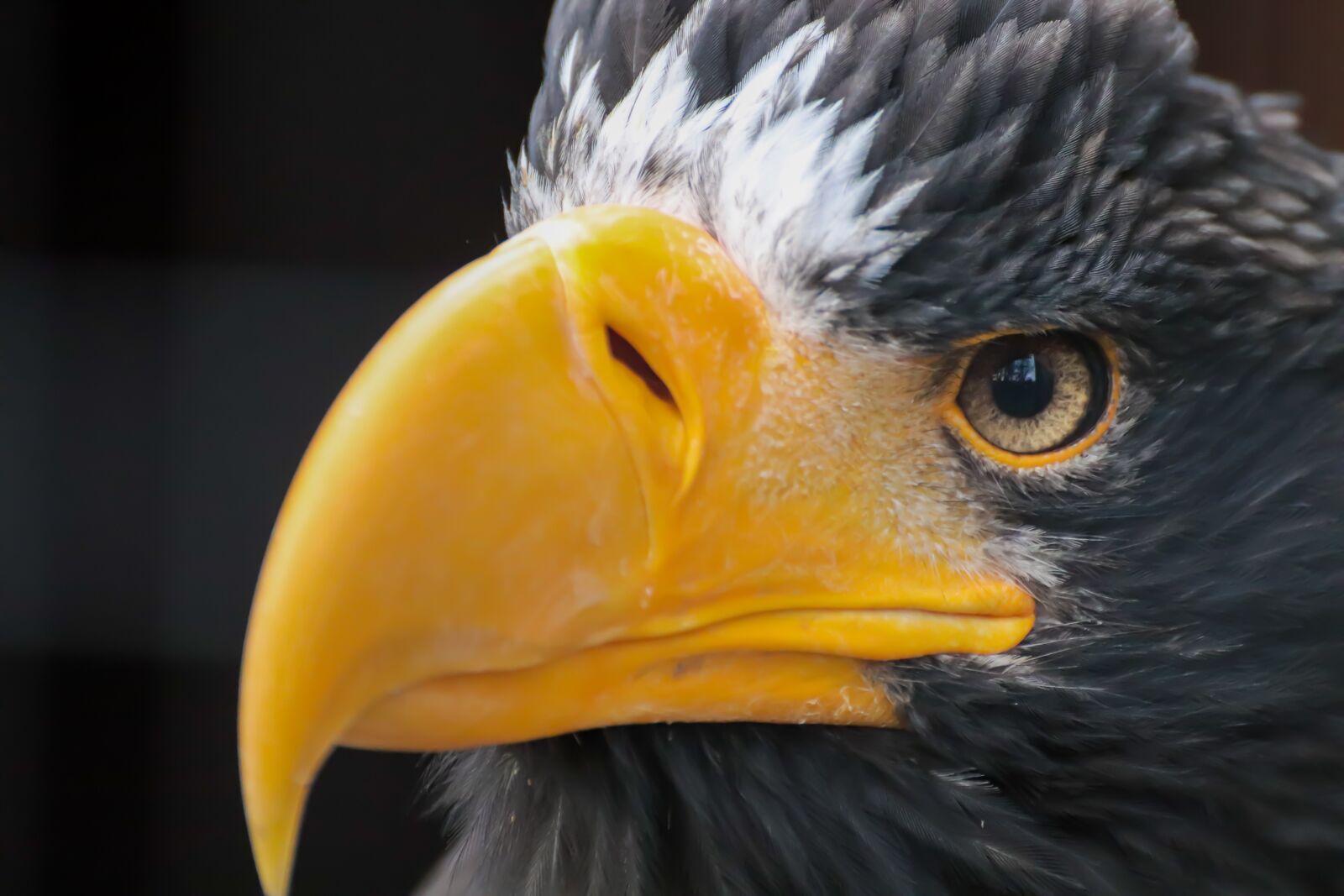 Canon EOS 200D (EOS Rebel SL2 / EOS Kiss X9) sample photo. Adler, bird of prey photography