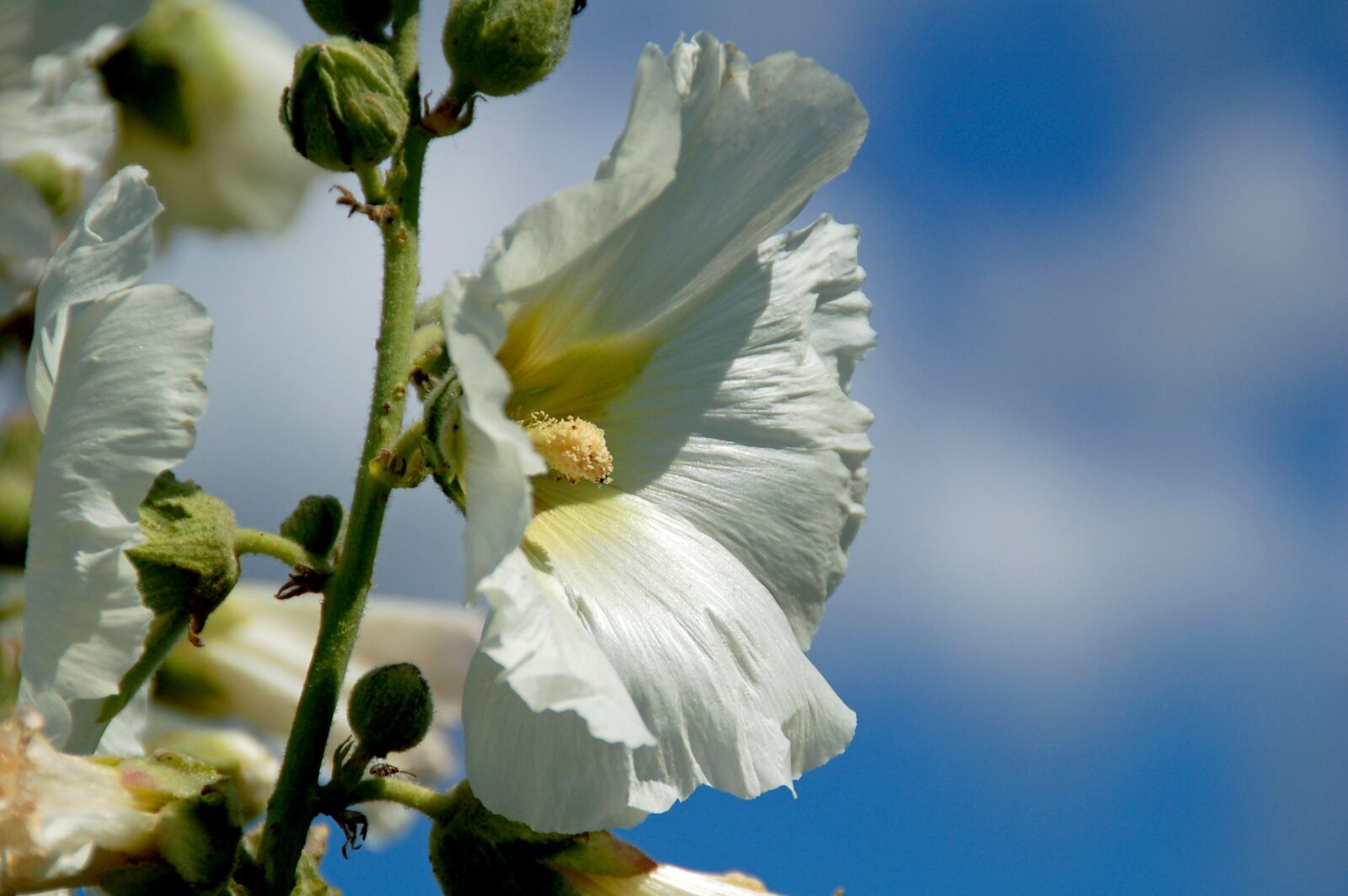Nikon D50 sample photo. Flower, bloom, white photography