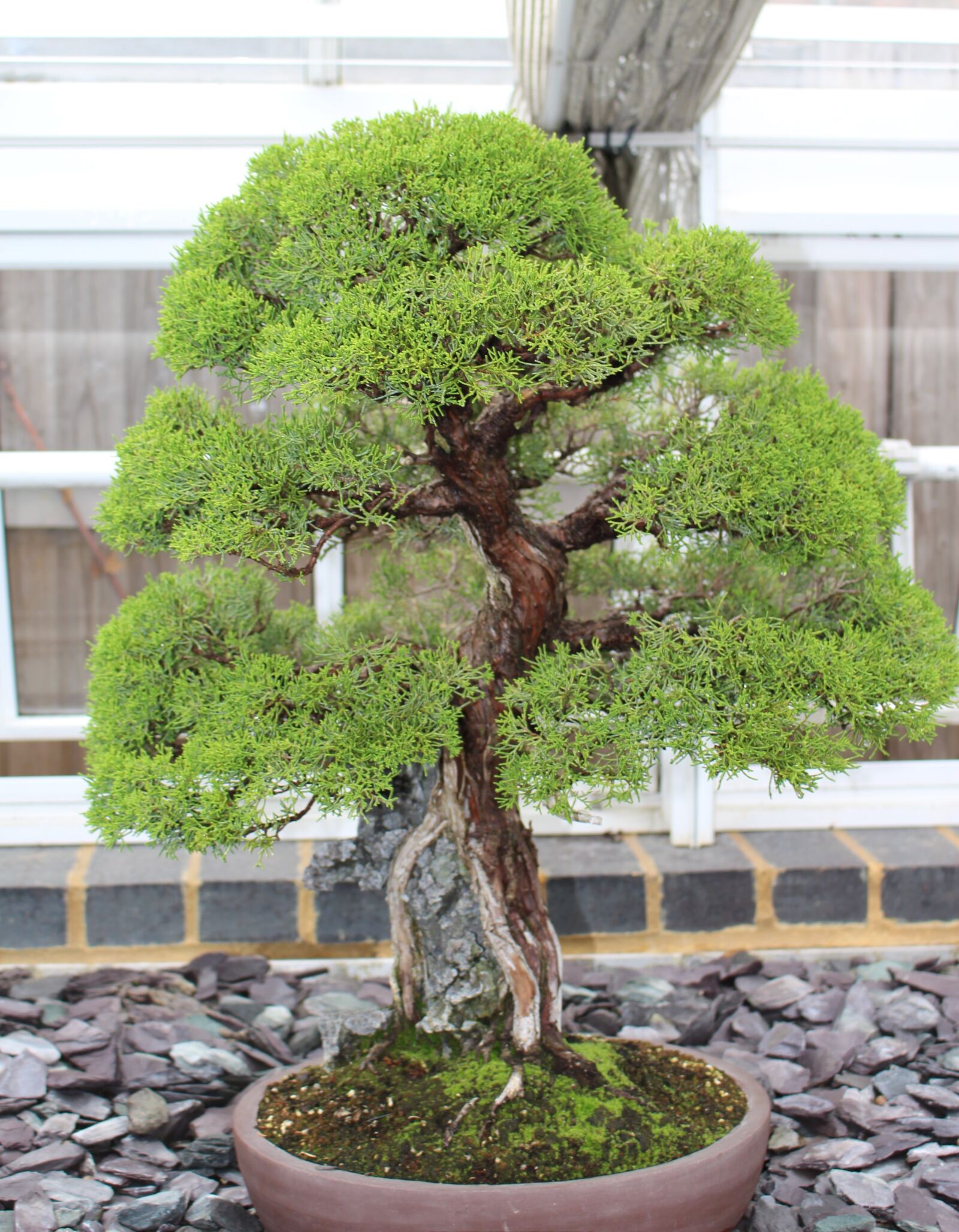 Canon EOS 700D (EOS Rebel T5i / EOS Kiss X7i) sample photo. Bonsai, tree japan, small photography