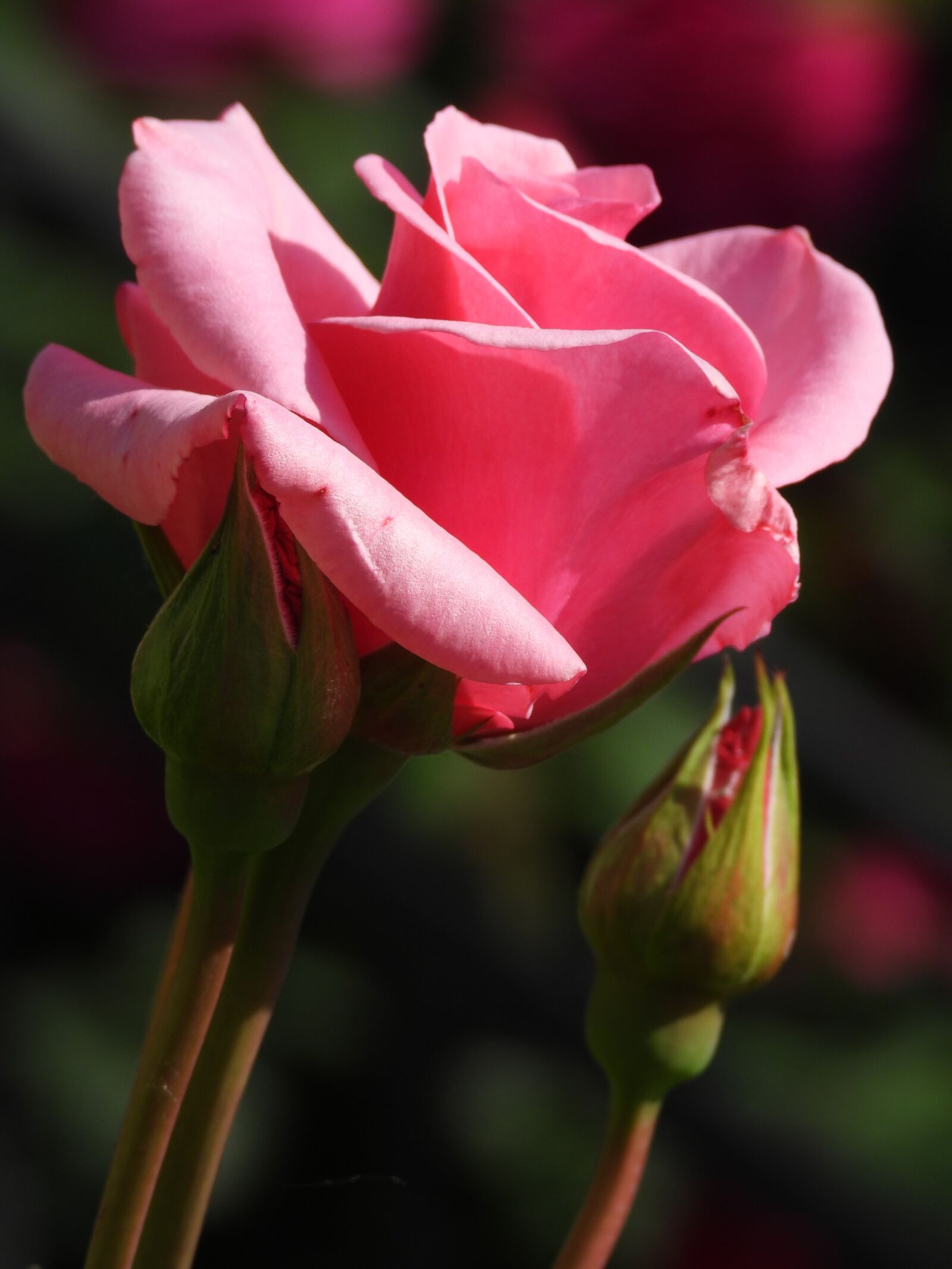 Nikon Coolpix P1000 sample photo. Rose, rosebud, flower photography