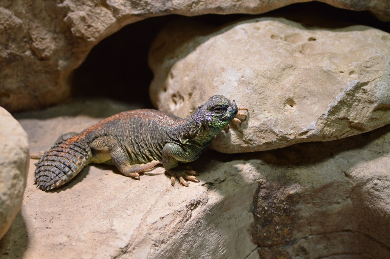 Nikon D3200 sample photo. Lizard, zoo, reptile photography
