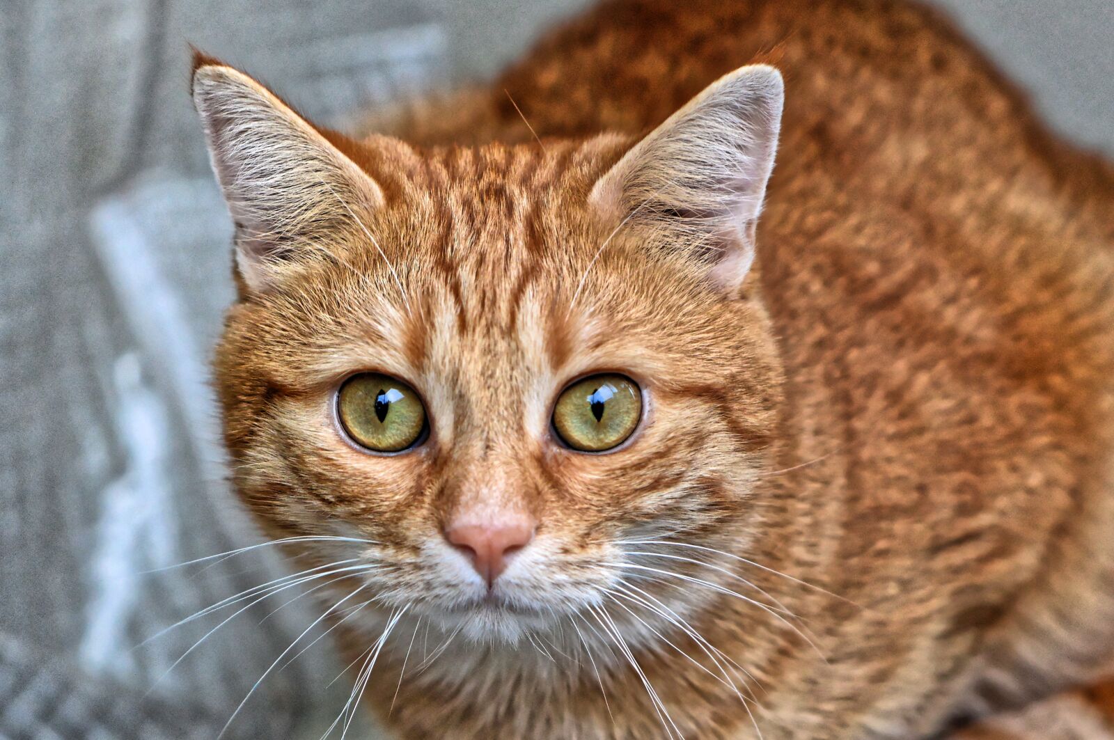 Nikon D3200 sample photo. Cat, red, cute photography
