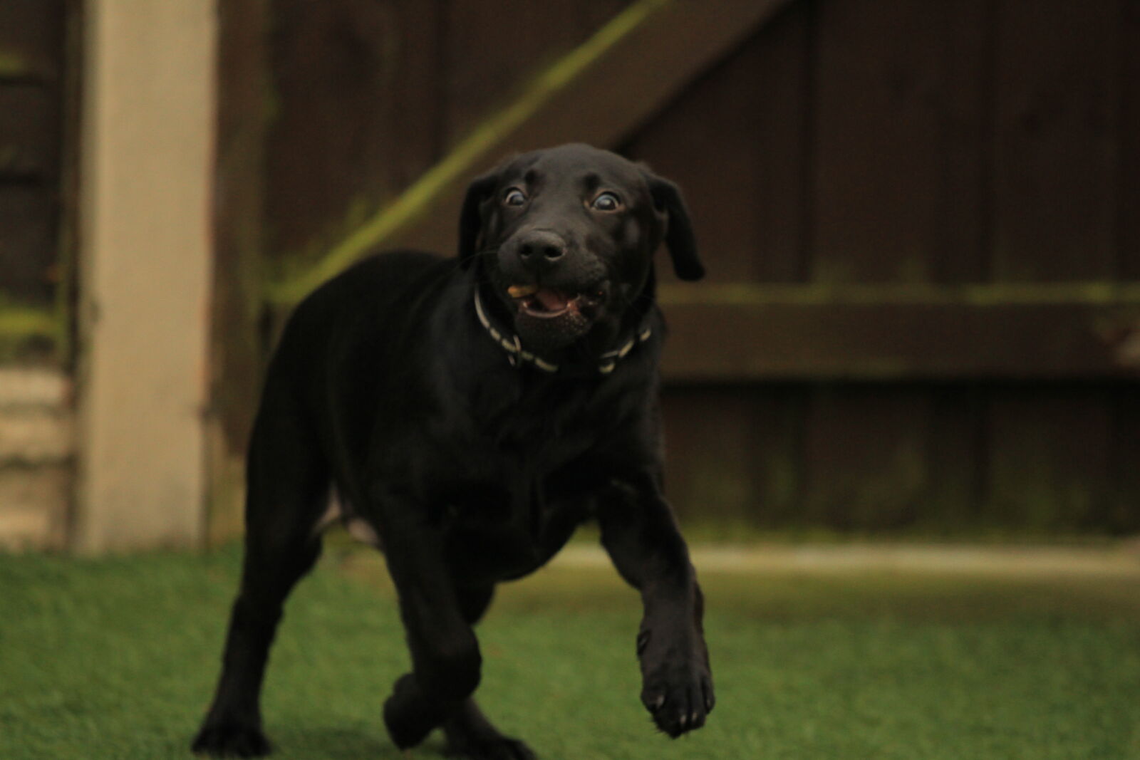 Canon EOS-1D Mark IV sample photo. Un edited dog photo photography