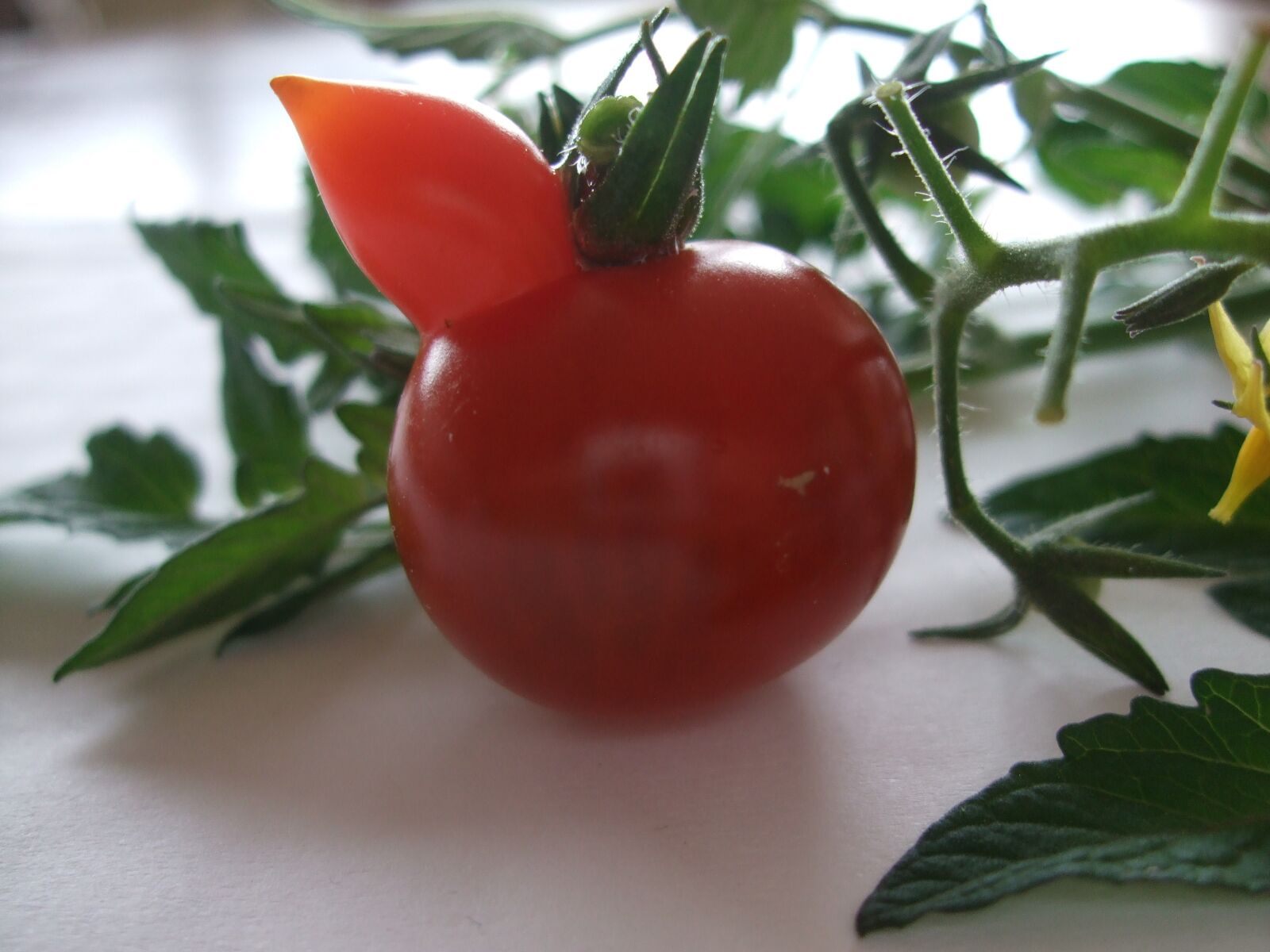 Fujifilm FinePix F40fd sample photo. Mini tomato, red, tomatoes,tree photography