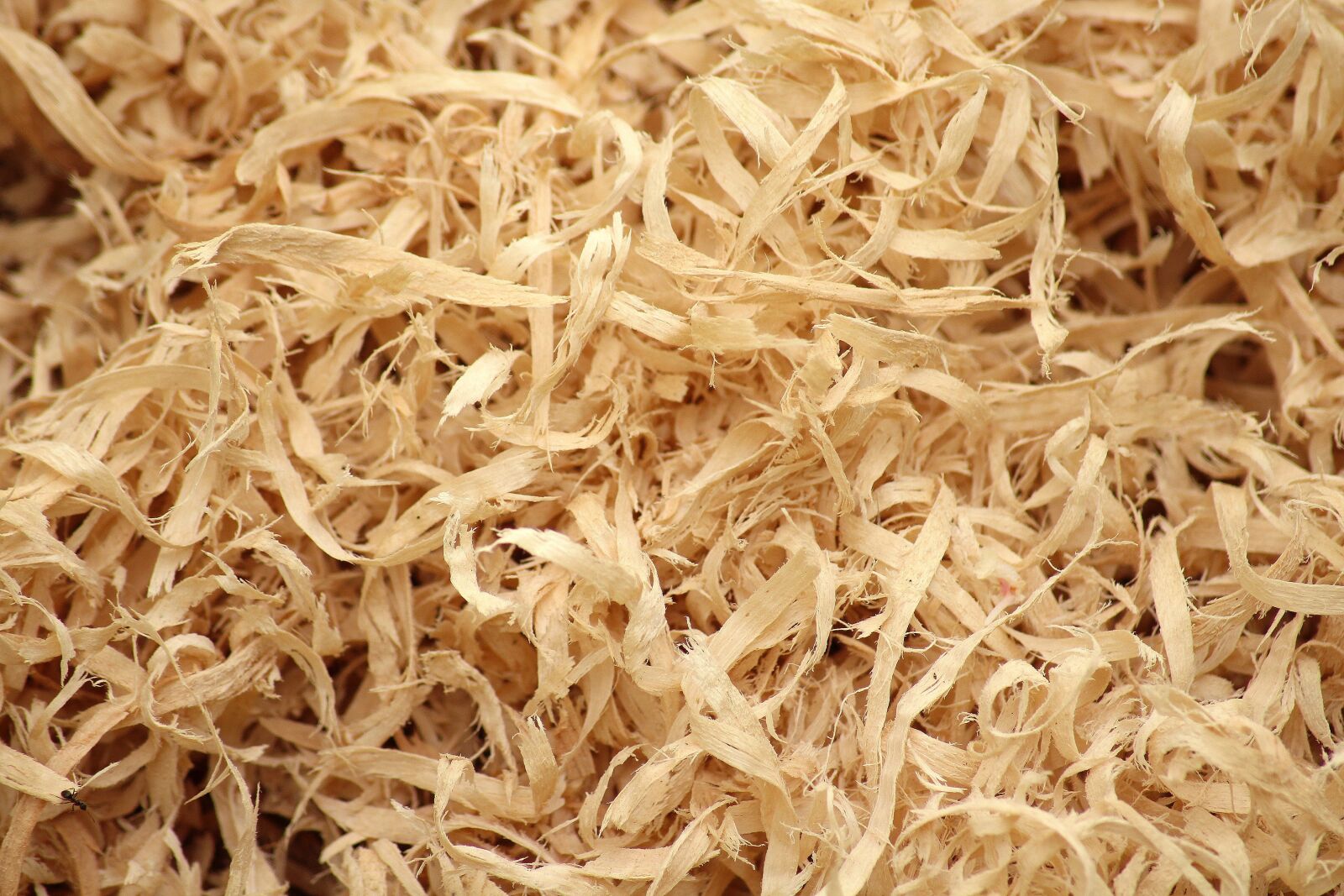Canon EOS 1200D (EOS Rebel T5 / EOS Kiss X70 / EOS Hi) sample photo. Shavings, tree, sawdust photography
