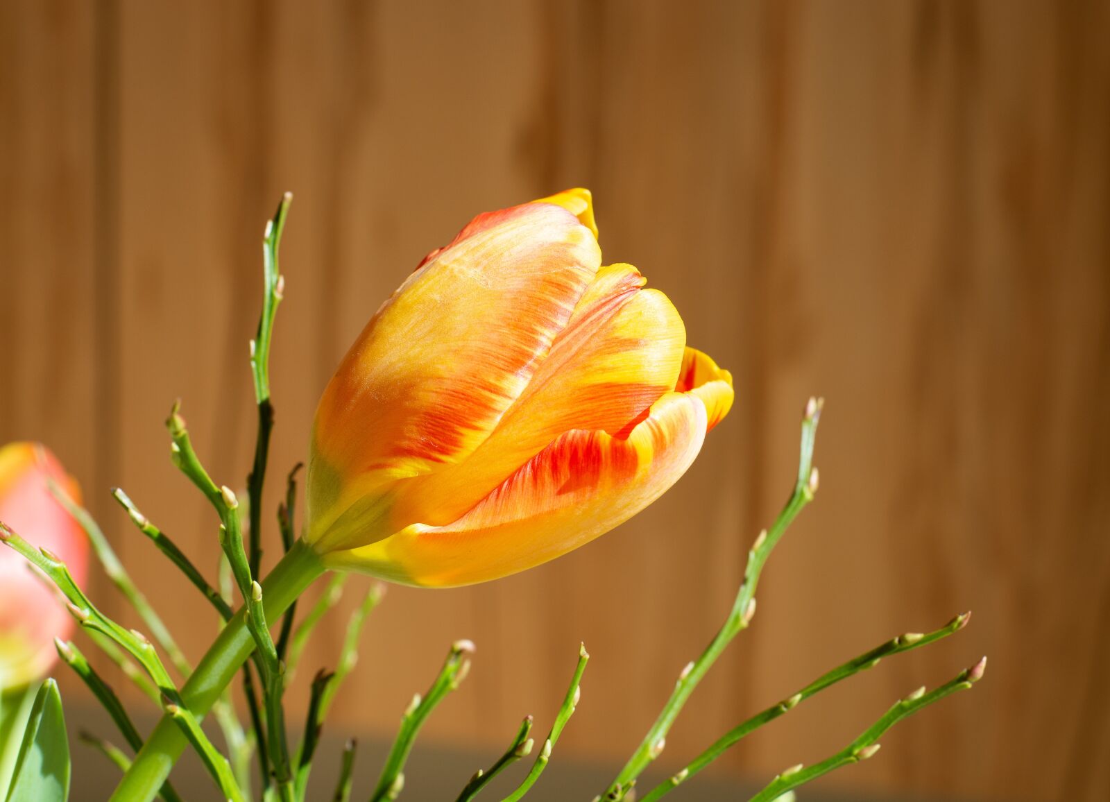 Nikon D7100 sample photo. Tulip, flower, orange photography