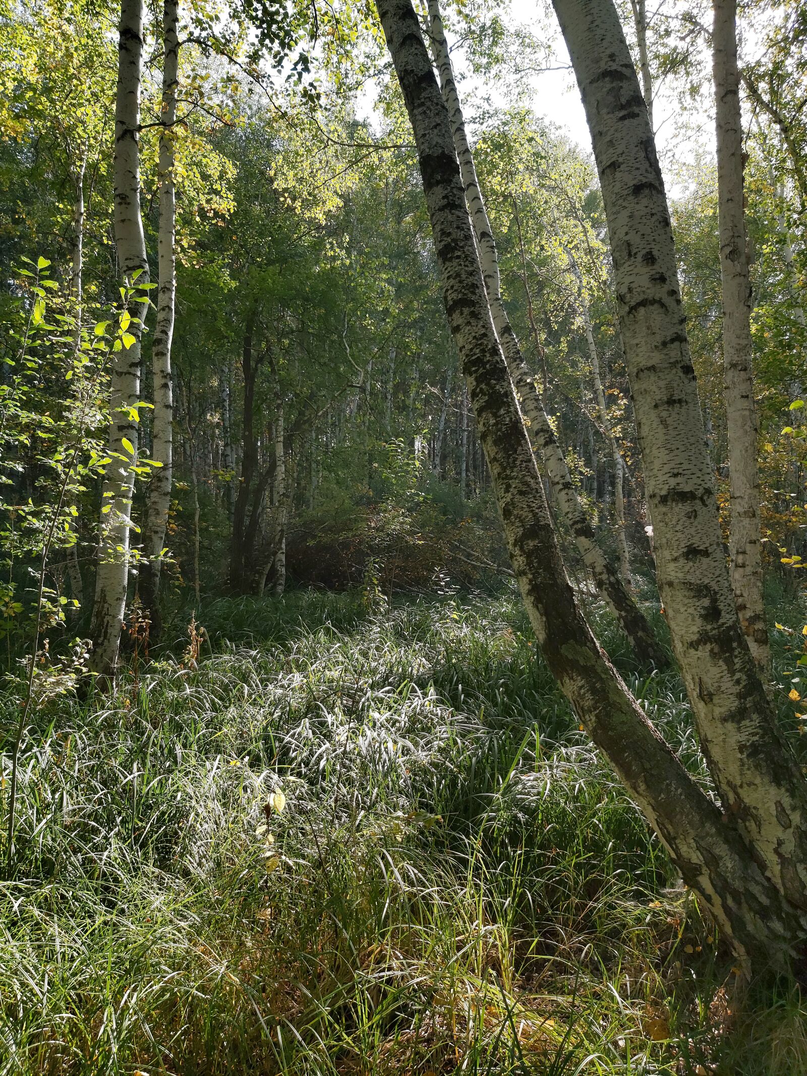 Samsung Galaxy A70 sample photo. Nature, forest, grove photography