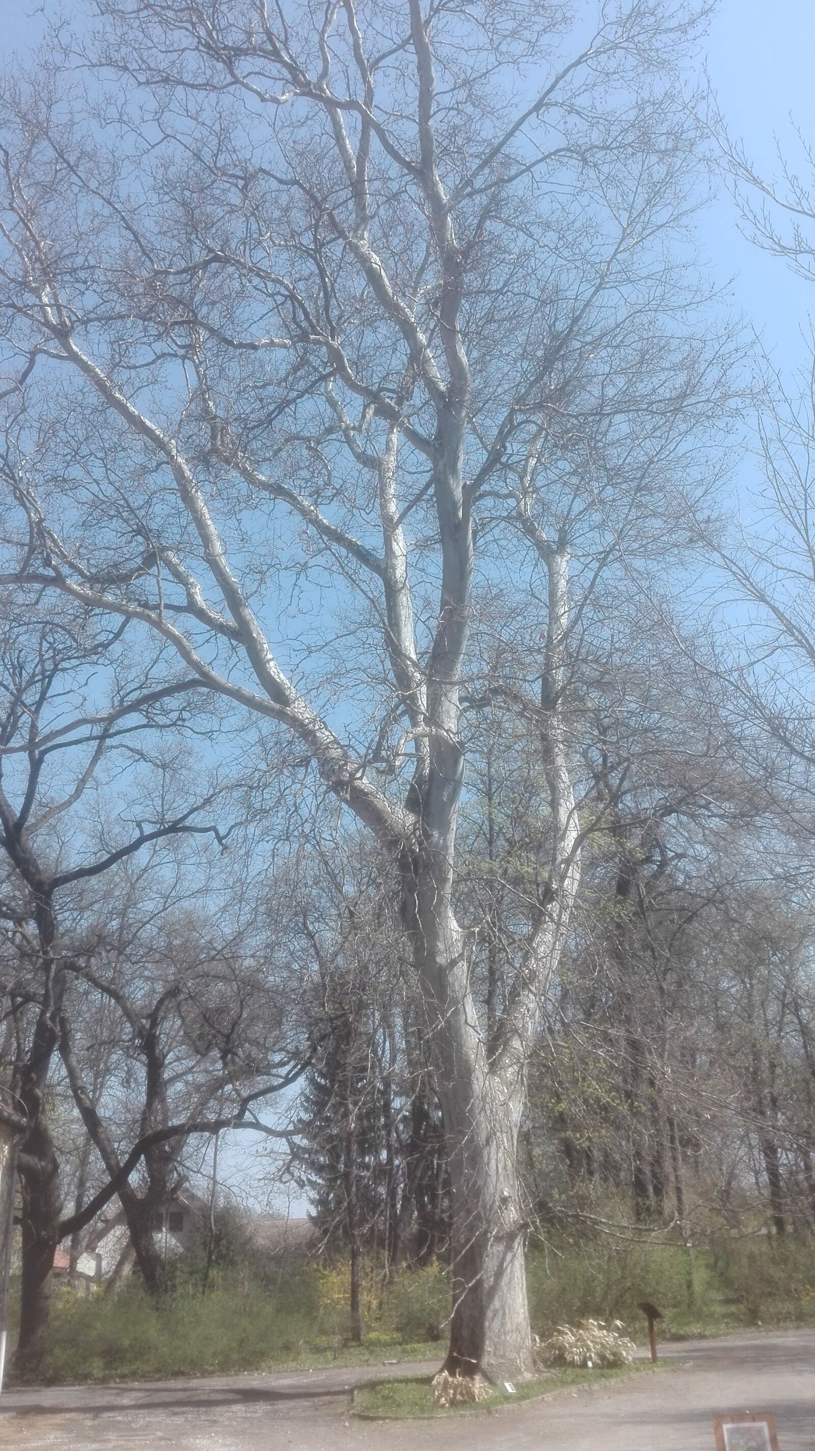 HUAWEI P8 Lite sample photo. Wood, sycamore tree, autumn photography