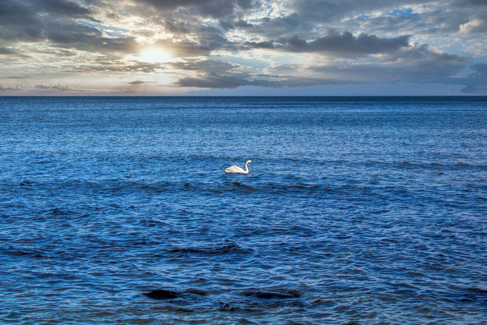 Canon EOS 2000D (EOS Rebel T7 / EOS Kiss X90 / EOS 1500D) sample photo. Baltic sea, sea, swan photography