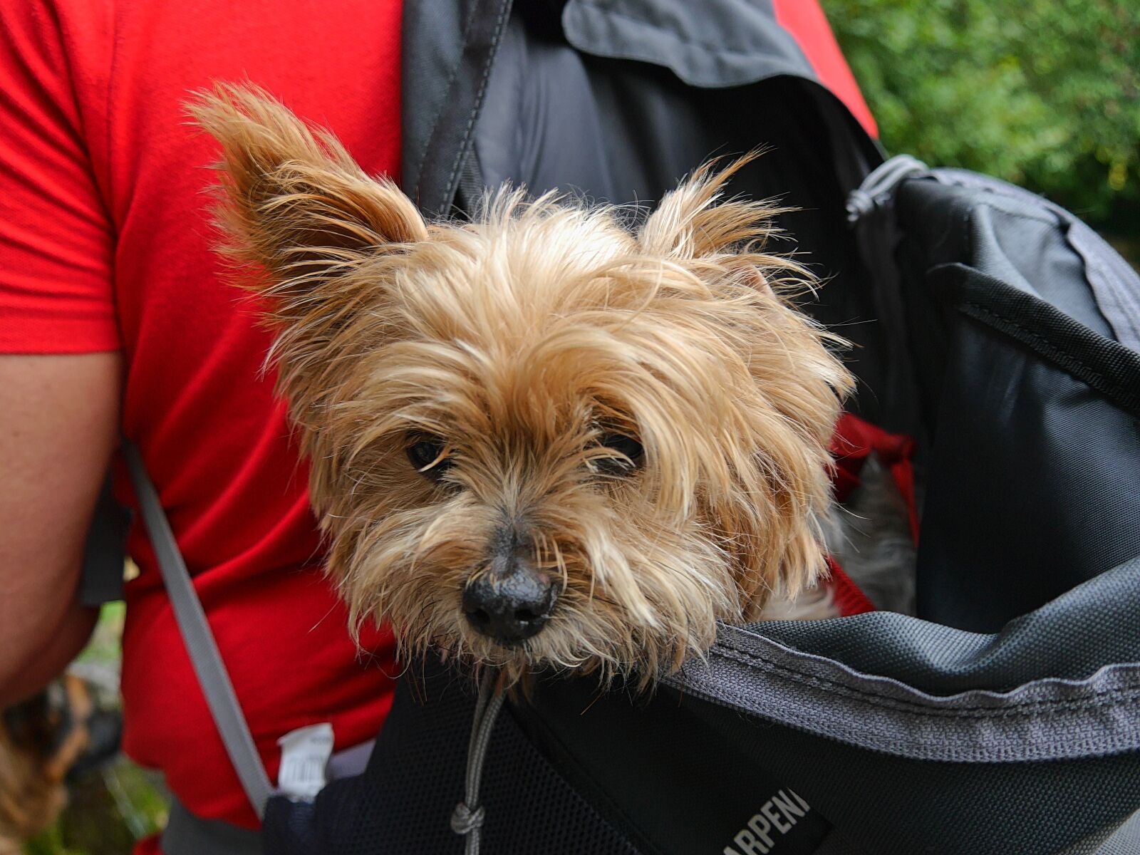 Panasonic Lumix DMC-G6 sample photo. Dog, pet, terrier photography
