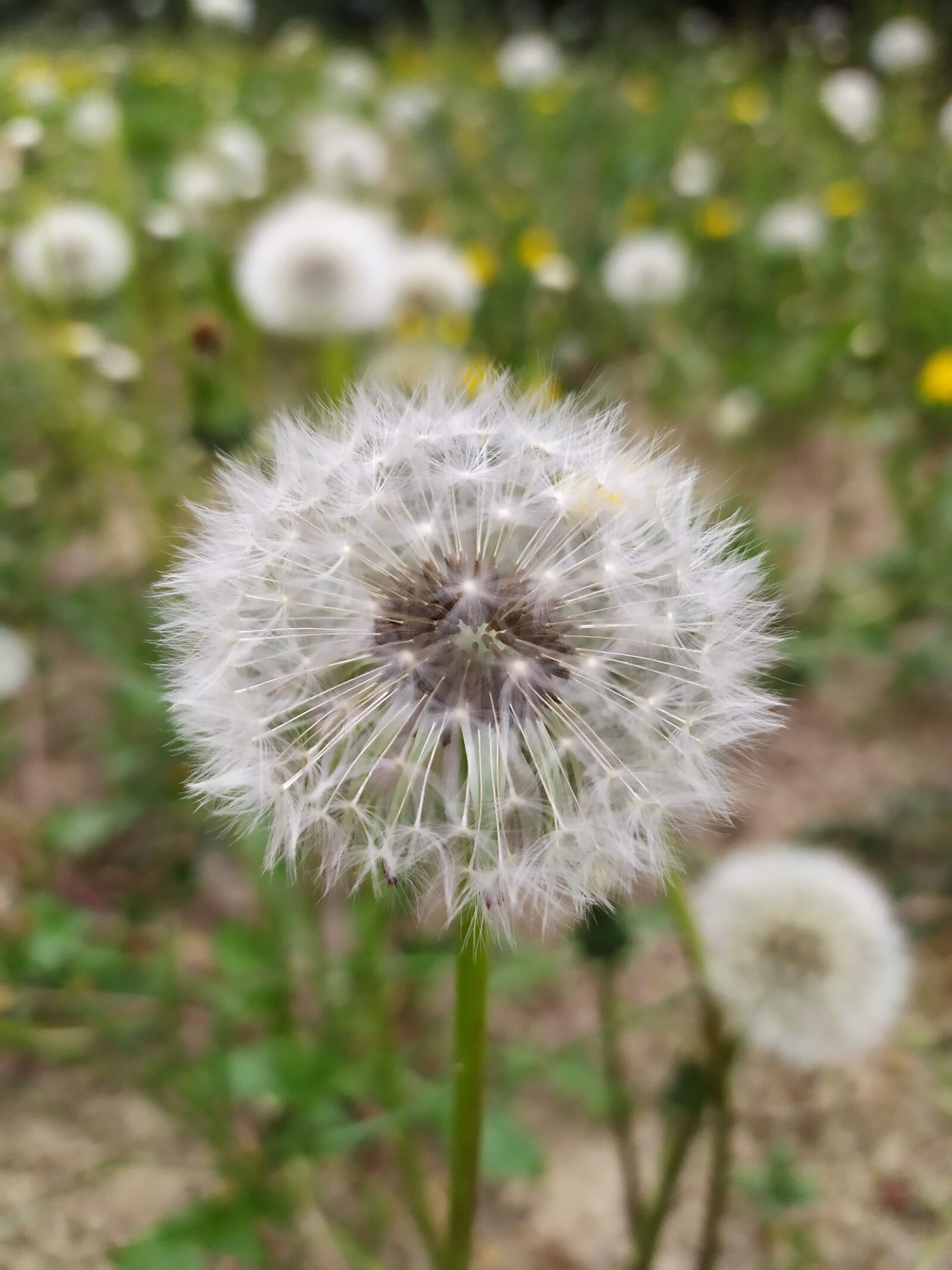 Xiaomi Redmi Note 7 sample photo. Dandelion, flower, spring photography