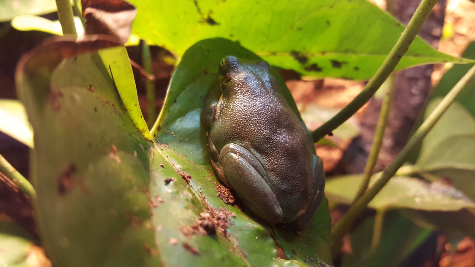 Samsung Galaxy S6 sample photo. Frog, green, leaf photography
