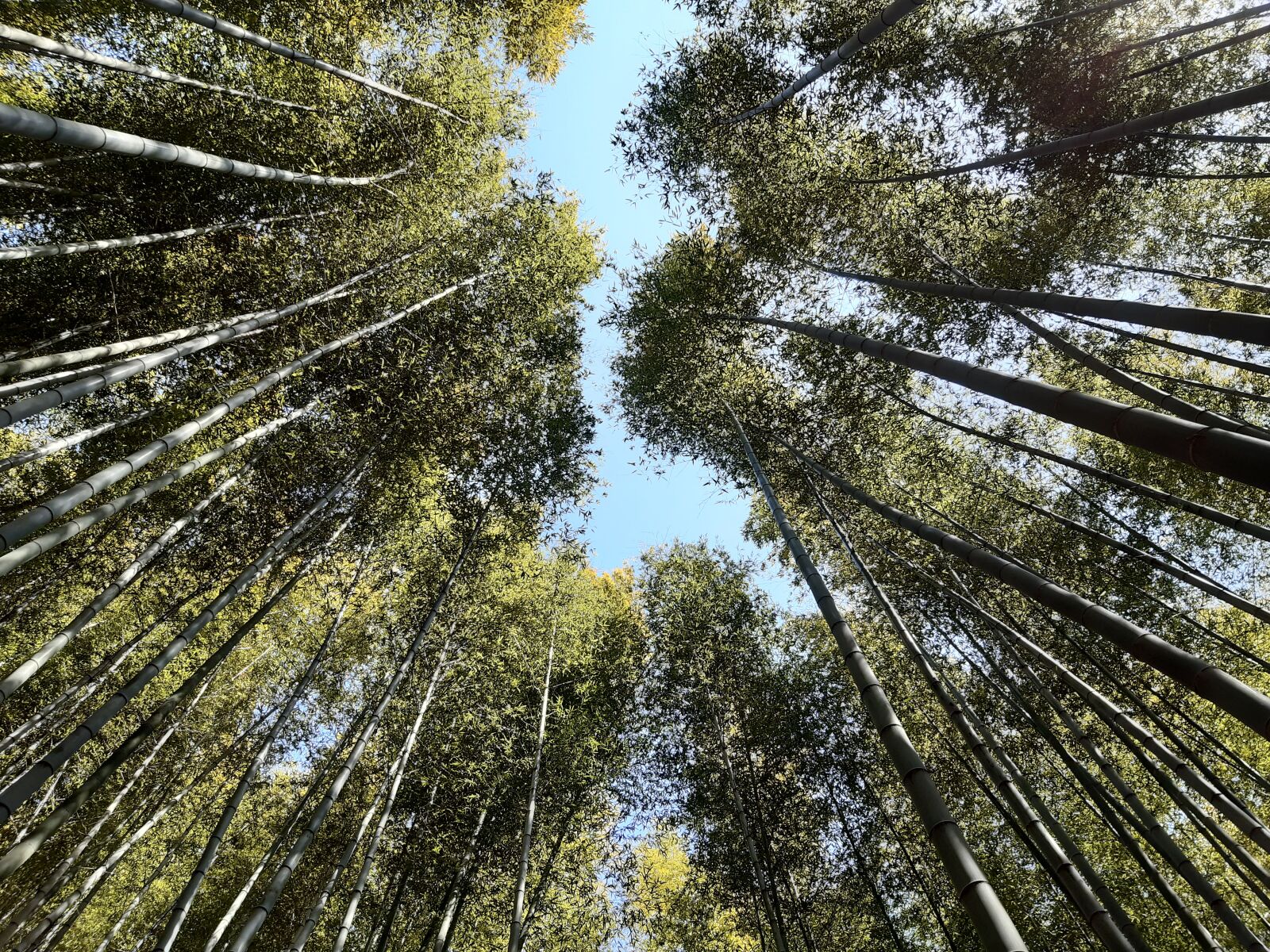 Samsung Galaxy A30 sample photo. Bamboo, nature, forest photography
