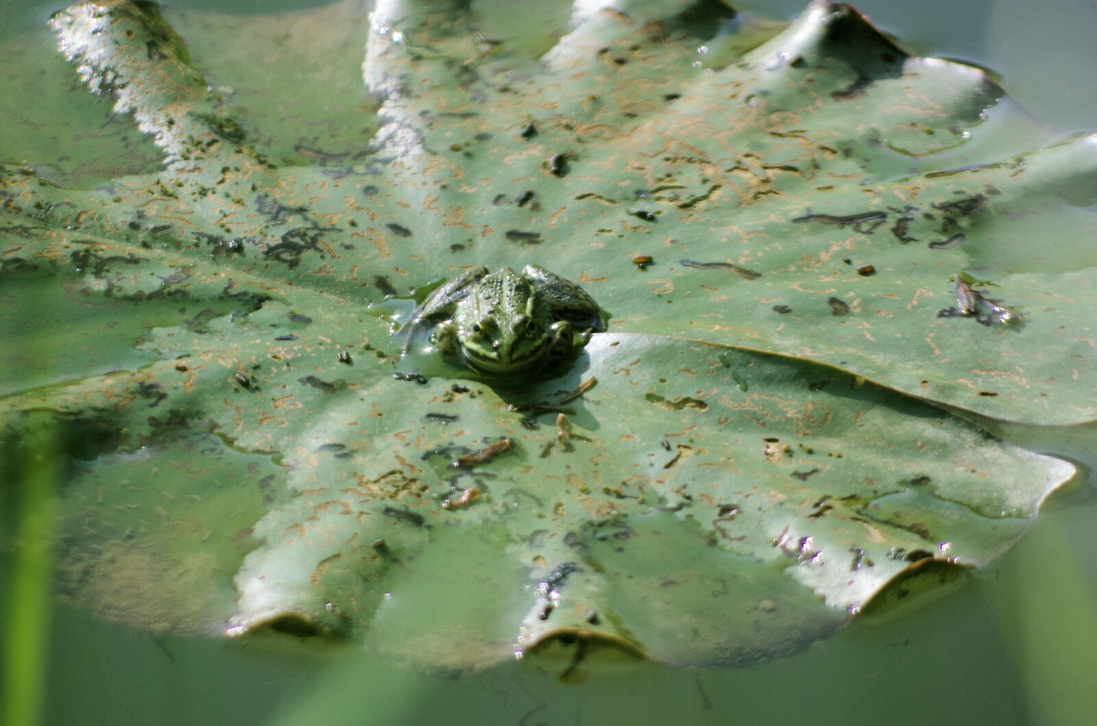 Pentax K-50 sample photo. Frog, water lily, pond photography