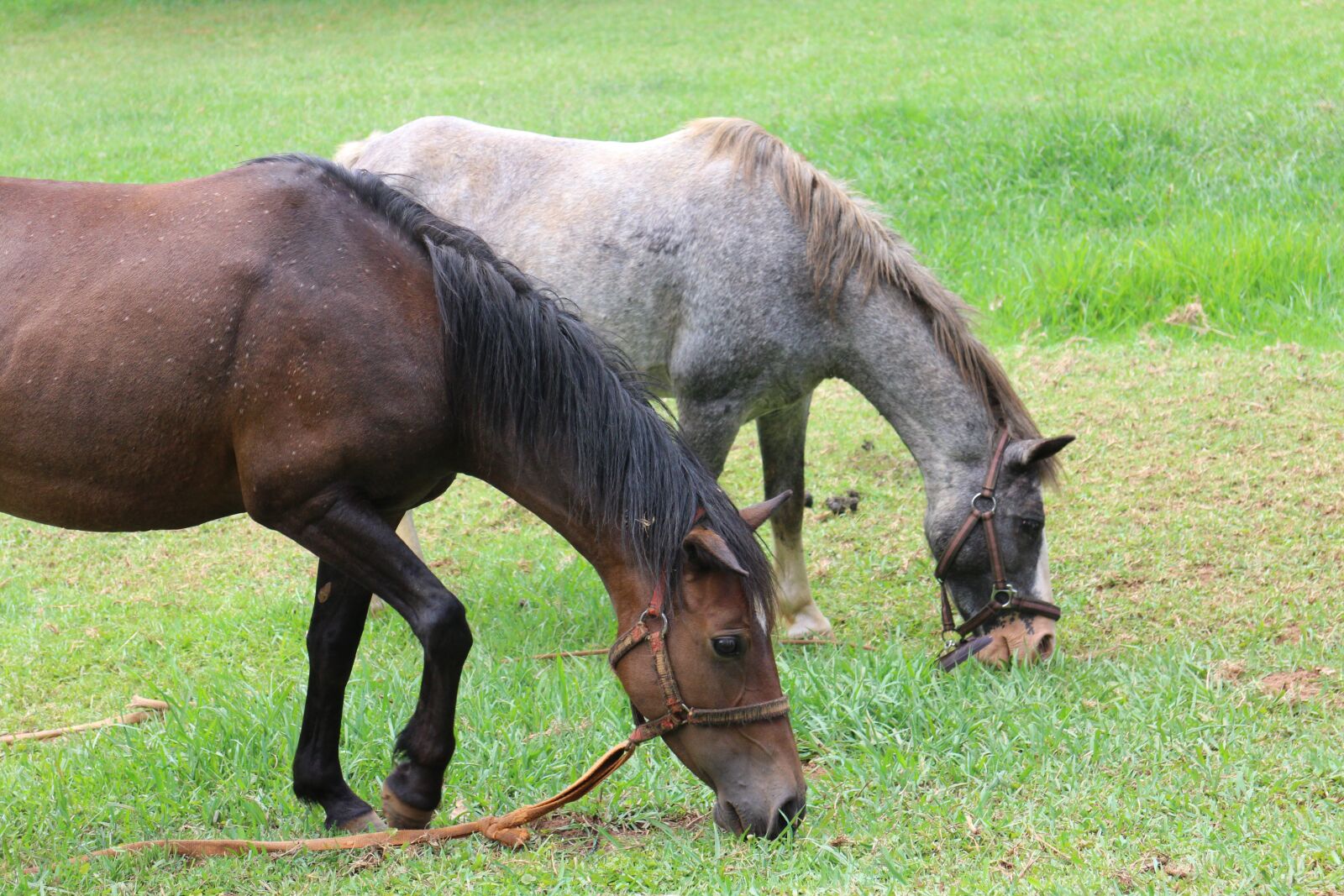 Canon EOS M sample photo. Farm, animal, pasture photography
