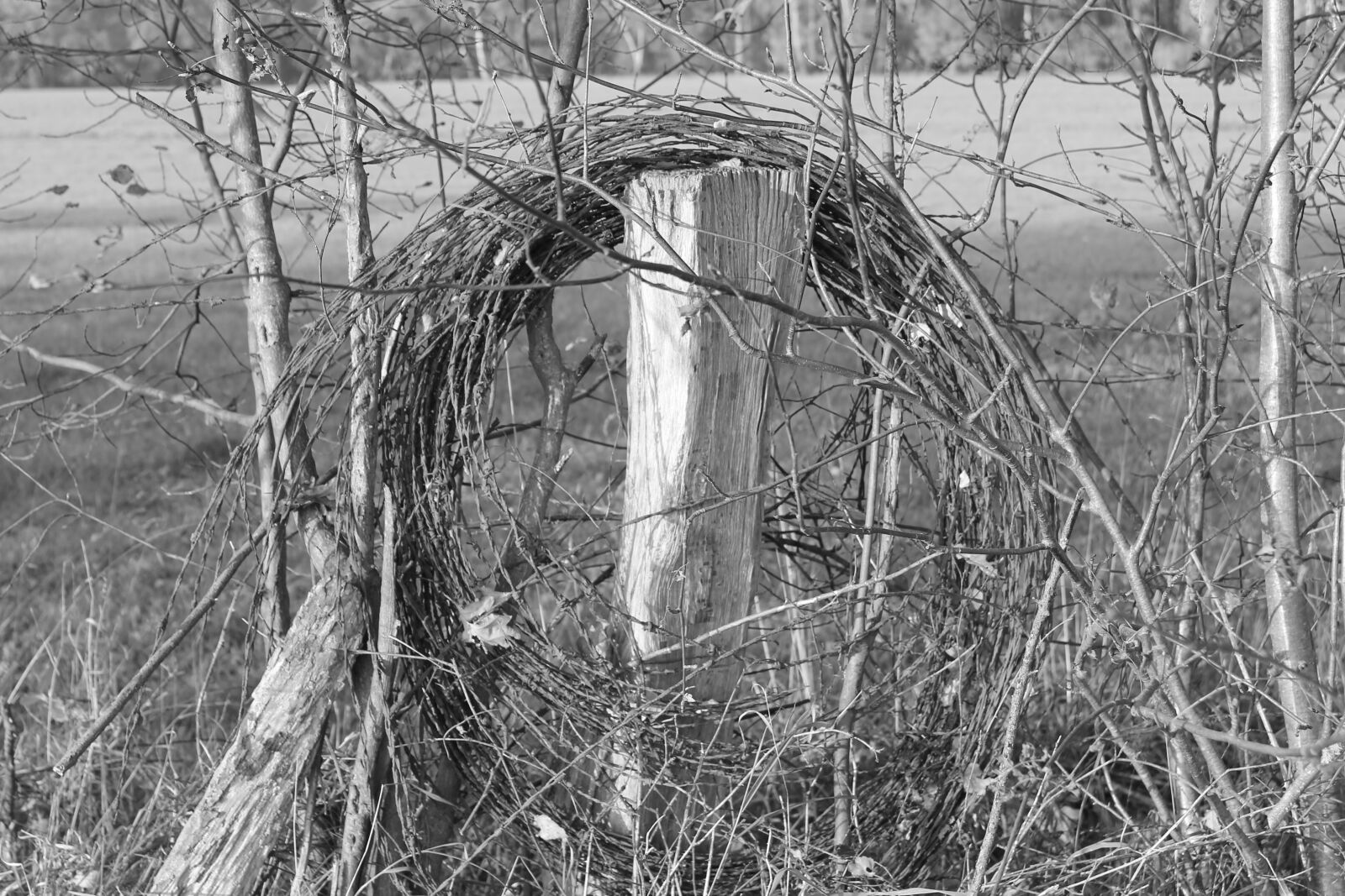 Canon EOS 1100D (EOS Rebel T3 / EOS Kiss X50) sample photo. Fence, barbed wire, border photography