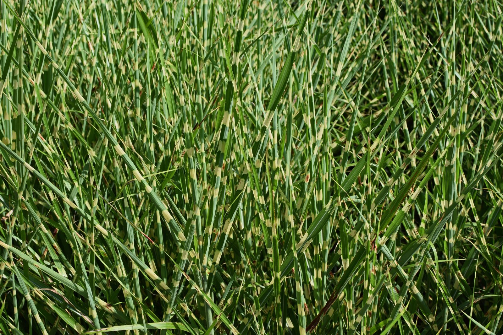 Nikon D3300 sample photo. Punktchen grass, spotted, variegated photography