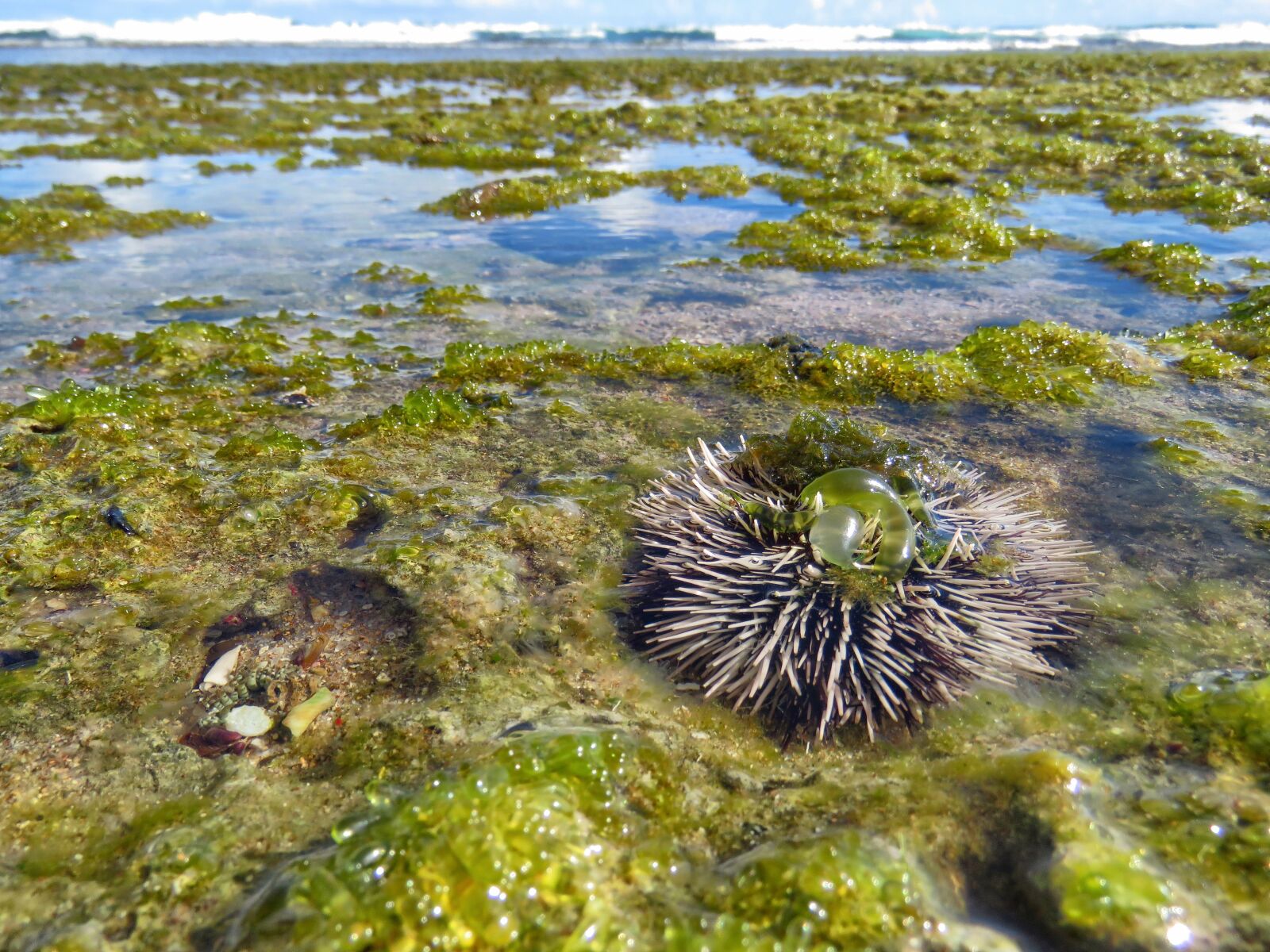 Canon PowerShot SX60 HS sample photo. Reef, plants, animals photography