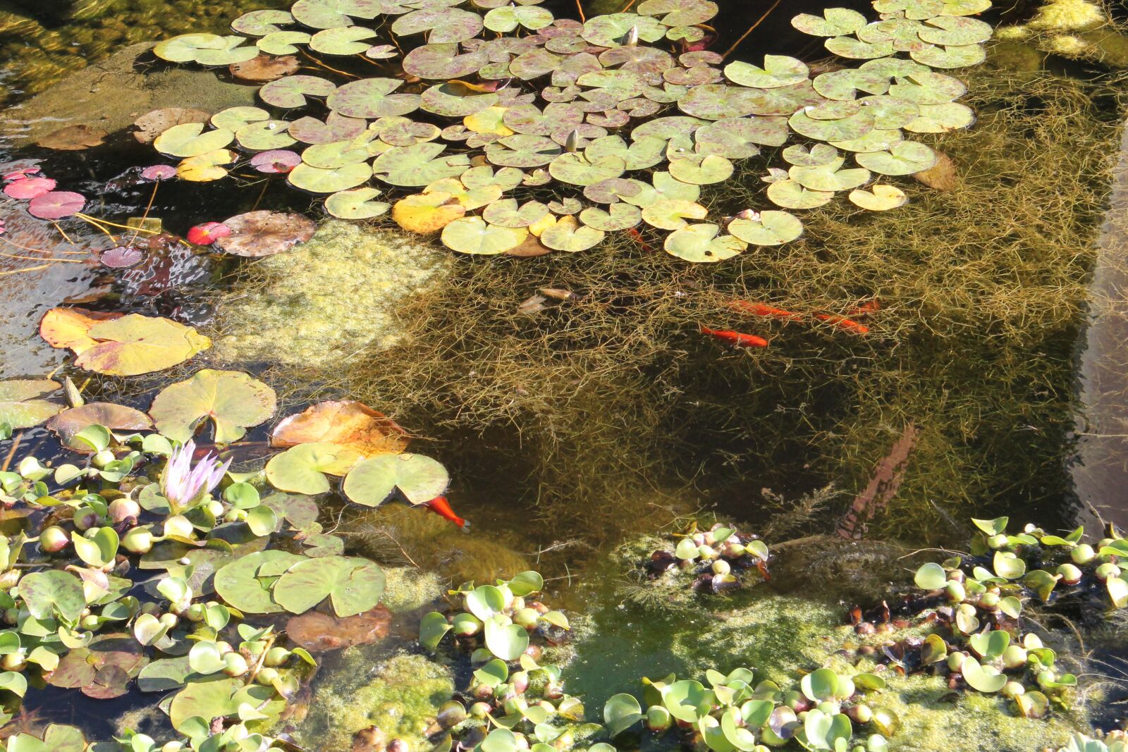 Canon EOS 1100D (EOS Rebel T3 / EOS Kiss X50) sample photo. Pond, water, nature photography