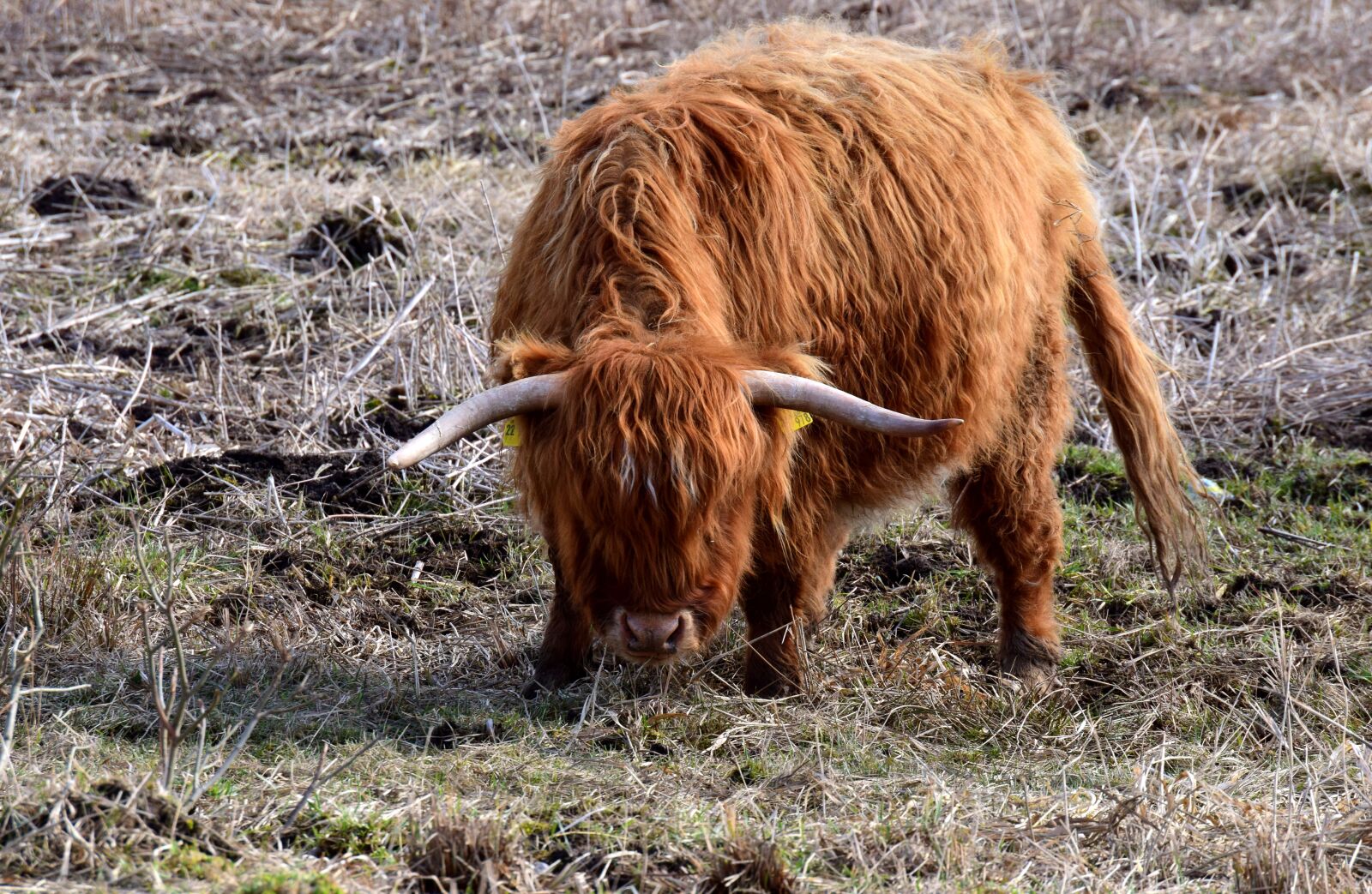 Nikon D3300 sample photo. Beef, highland beef, galloway photography