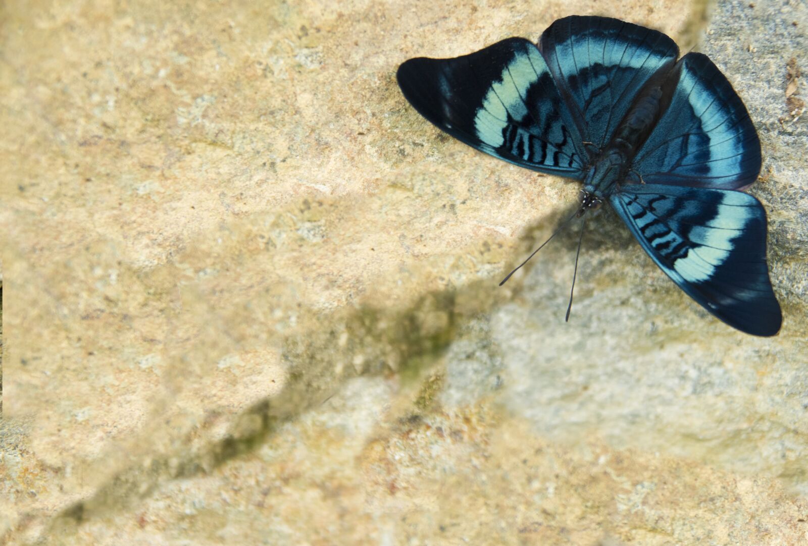 Nikon D5500 sample photo. Butterfly, background butterfly, nature photography