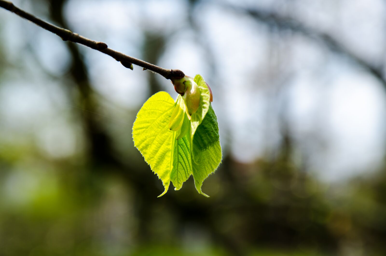Nikon D7000 sample photo. Spring, pasture, willow catkin photography