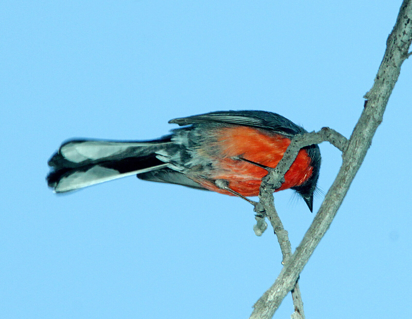 Canon EF 300mm F4L IS USM sample photo