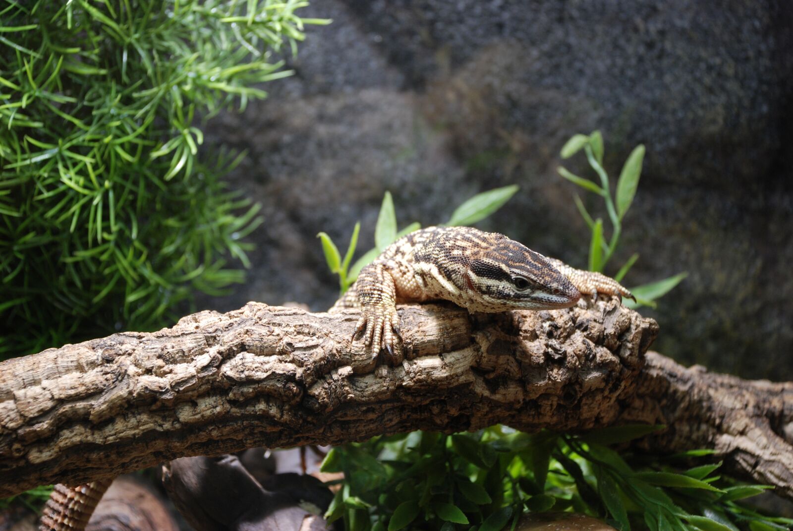 Nikon D80 sample photo. Exot, reptile, zoo photography