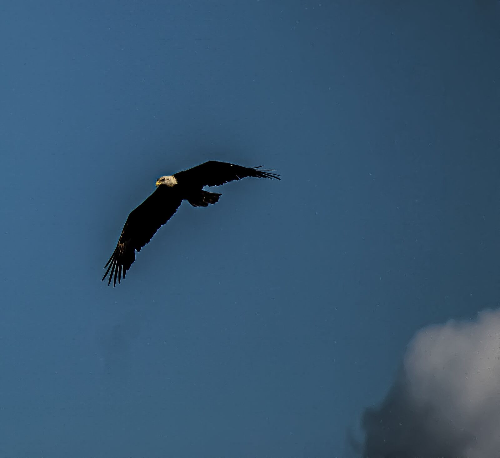 EF75-300mm f/4-5.6 sample photo. Eagle, soaring, flying photography