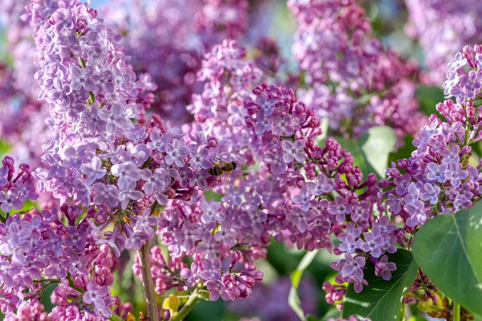 Nikon D750 sample photo. Lilac, olive crop, purple photography