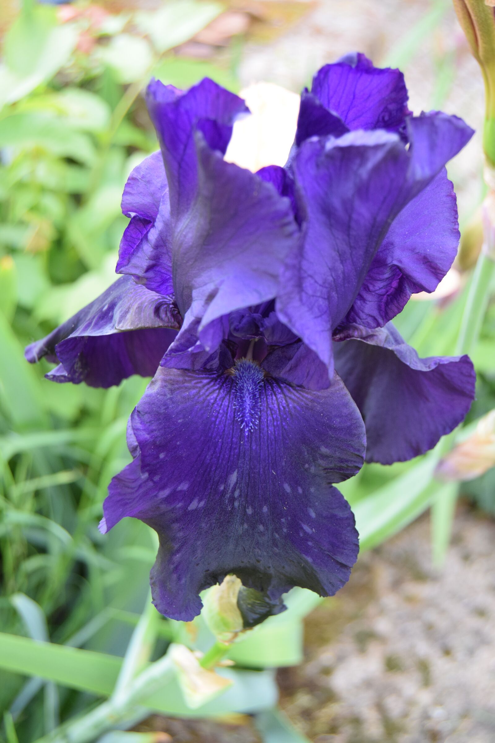 Nikon D3300 sample photo. Plant, garden, flower photography