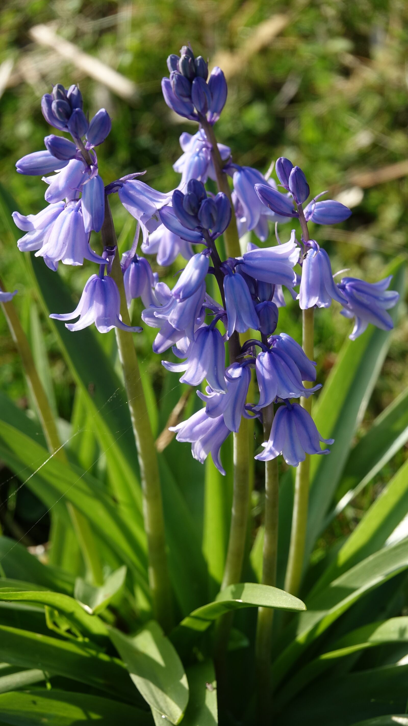 Sony Cyber-shot DSC-RX10 III sample photo. Nature, flower, bells photography