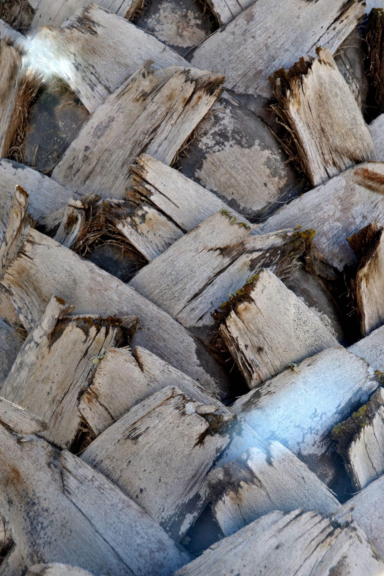 Nikon D5100 sample photo. Palm, structure, tribe photography