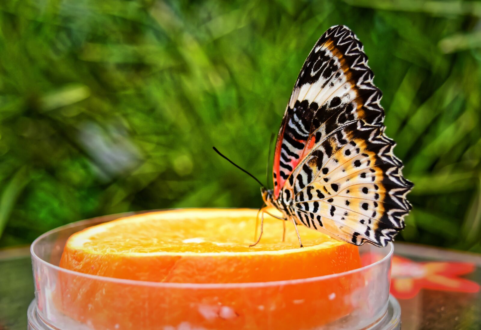 Nikon D7200 sample photo. Butterfly, insect, nature photography