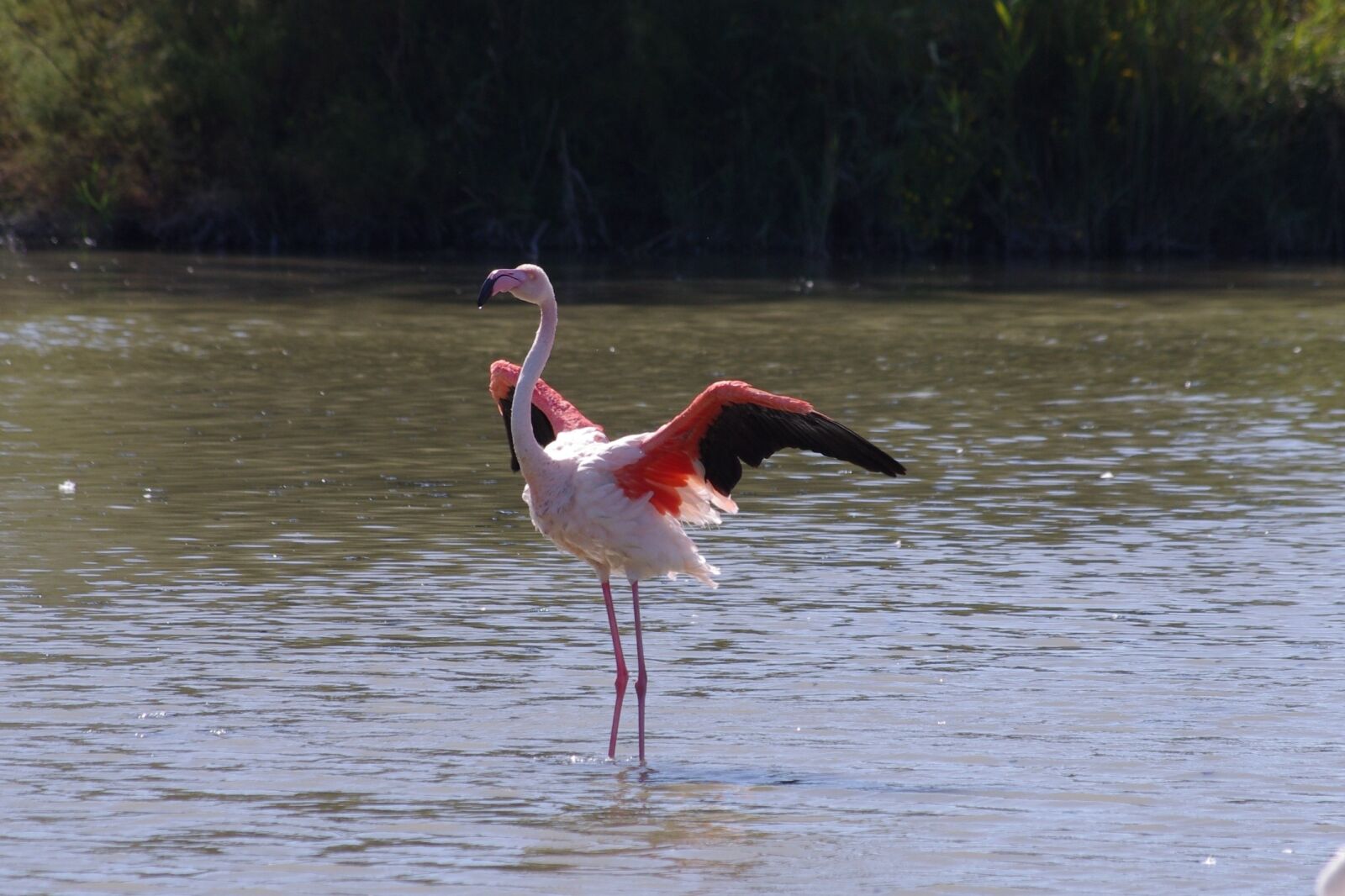 Pentax K-x sample photo. Birds, camargue, ornithology photography