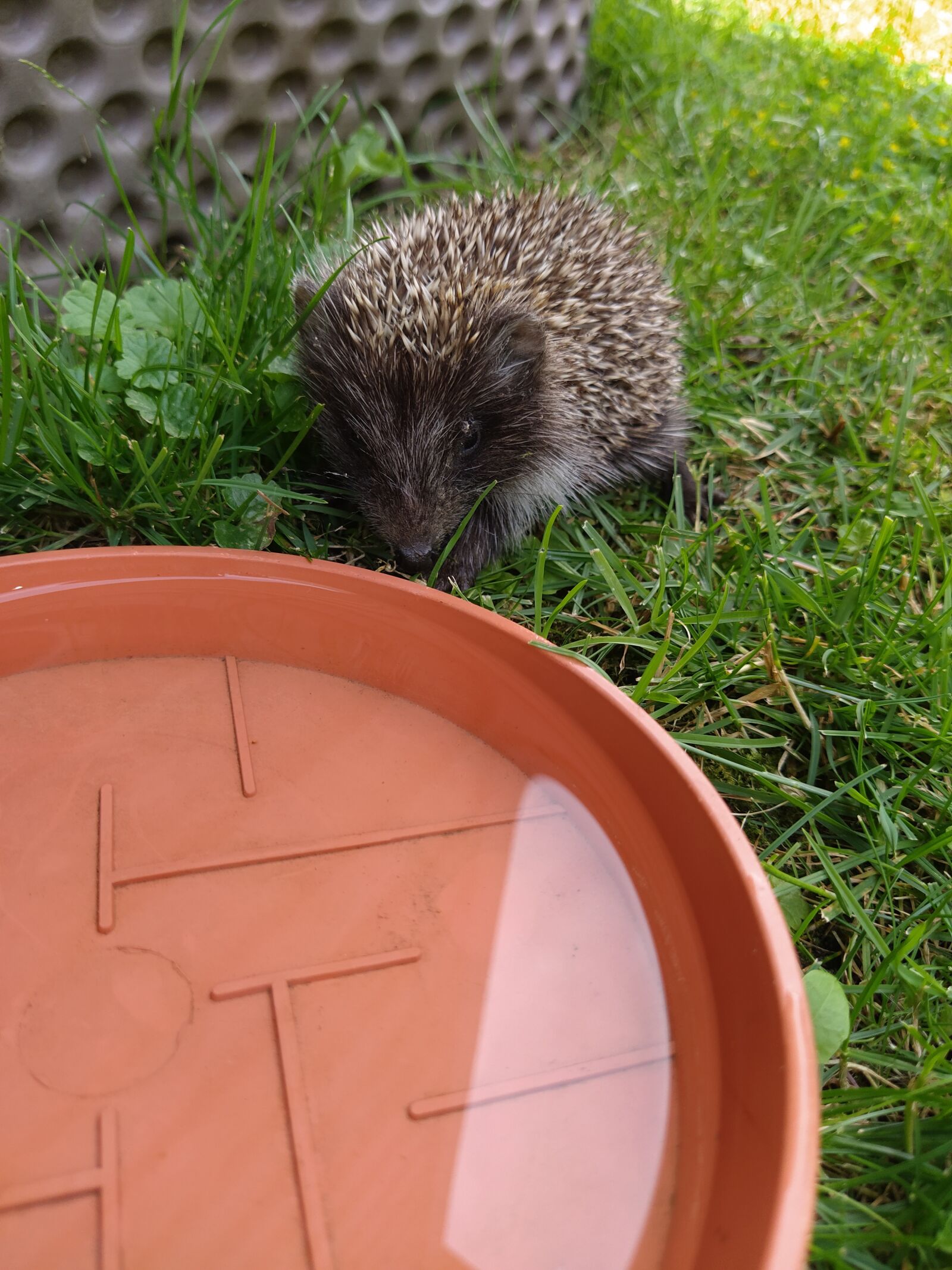 Xiaomi Mi A3 sample photo. Hedgehog, garden, water photography