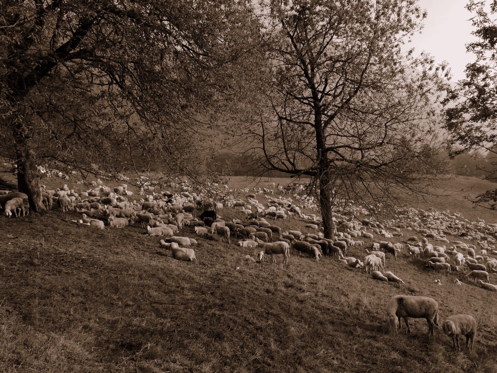 Nikon Coolpix P600 sample photo. Flock, sheep, prato photography