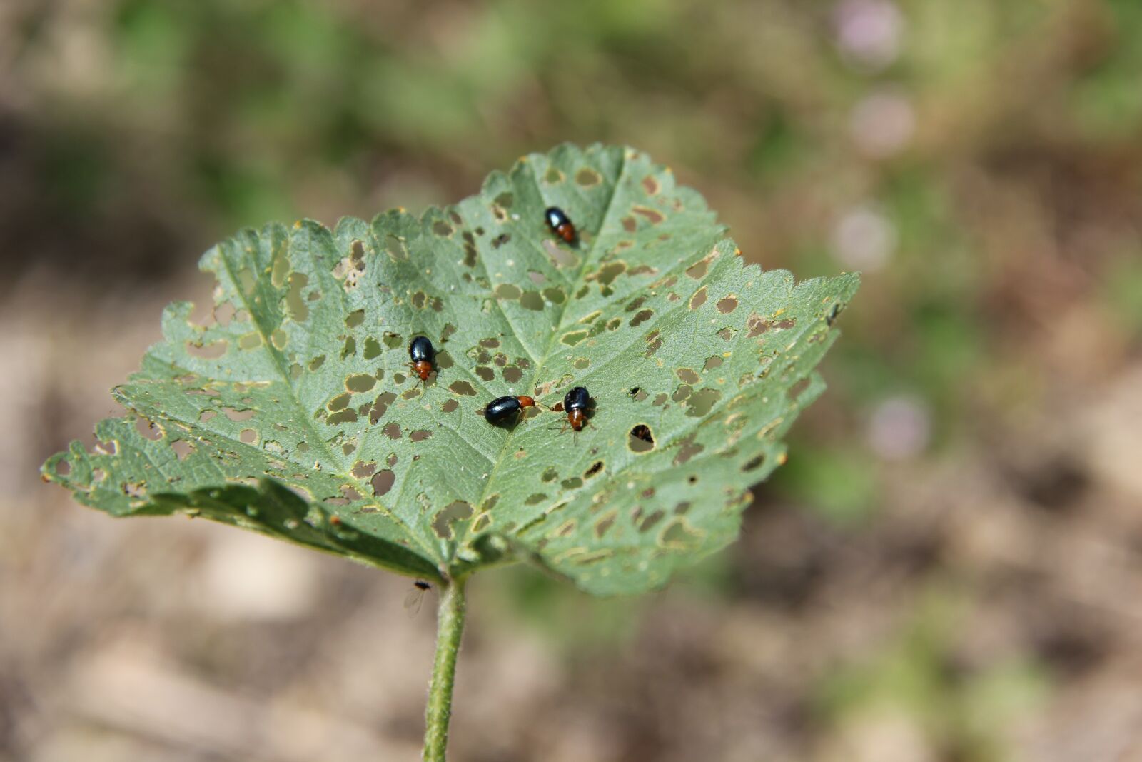 Canon EOS 550D (EOS Rebel T2i / EOS Kiss X4) sample photo. Leaf, bugs, nature photography