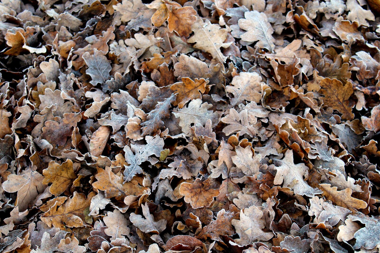 Canon EOS 700D (EOS Rebel T5i / EOS Kiss X7i) sample photo. Frost, leaves, cold photography