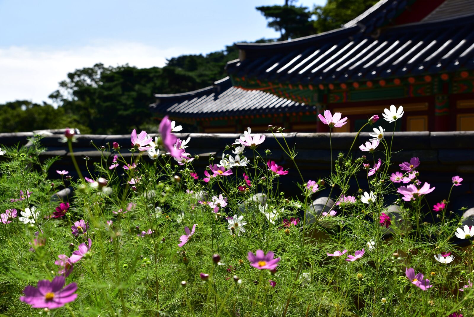 Nikon D750 sample photo. Temple, korea, incheon photography