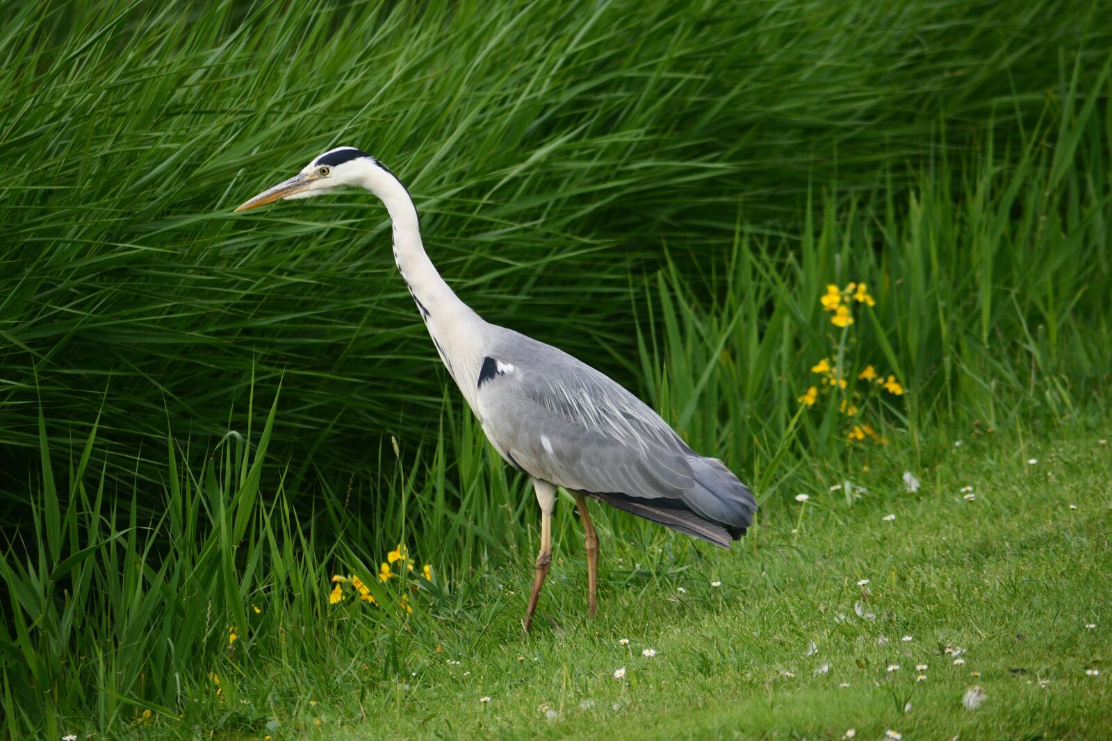 Panasonic Lumix DC-GX9 sample photo. Heron, fish, bird photography