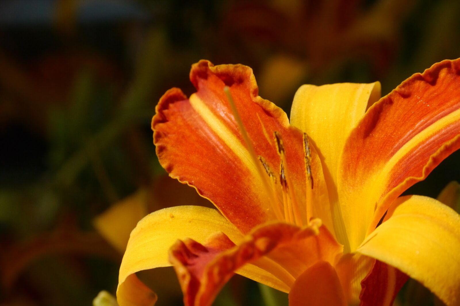 Panasonic Lumix DMC-G5 sample photo. Lily, daylily, blossom photography