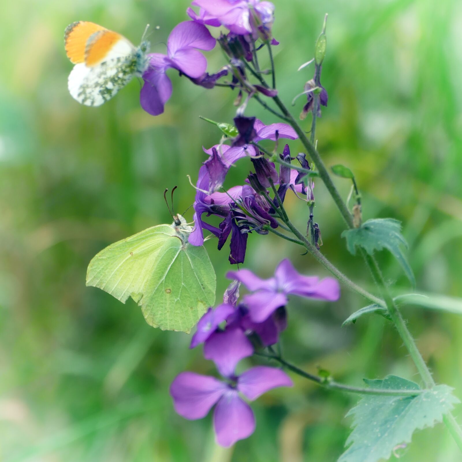 Panasonic Lumix DMC-FZ1000 sample photo. Butterflies, gonepteryx rhamni, aurora photography