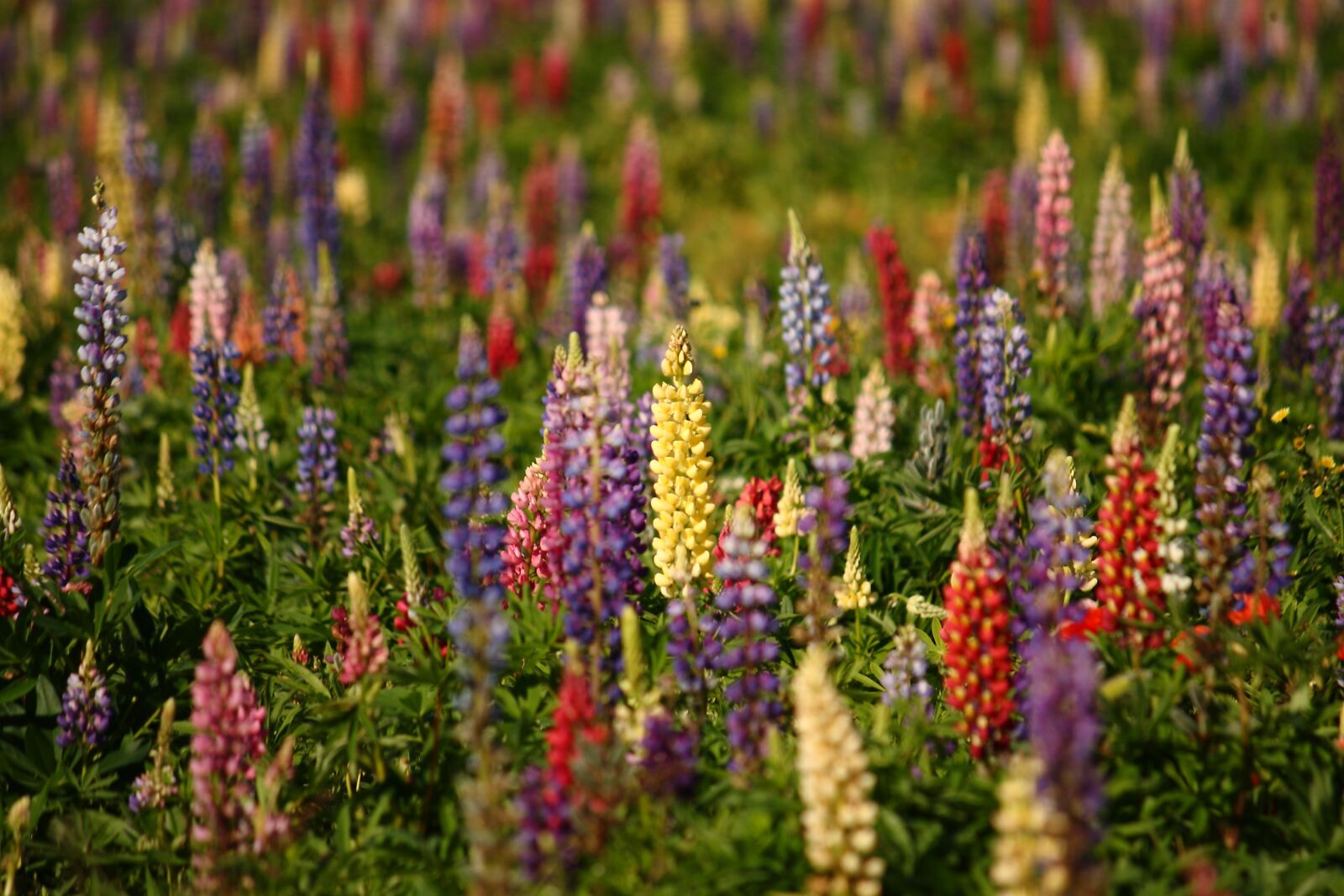 Canon EOS 400D (EOS Digital Rebel XTi / EOS Kiss Digital X) sample photo. Lupins, natural, summer photography