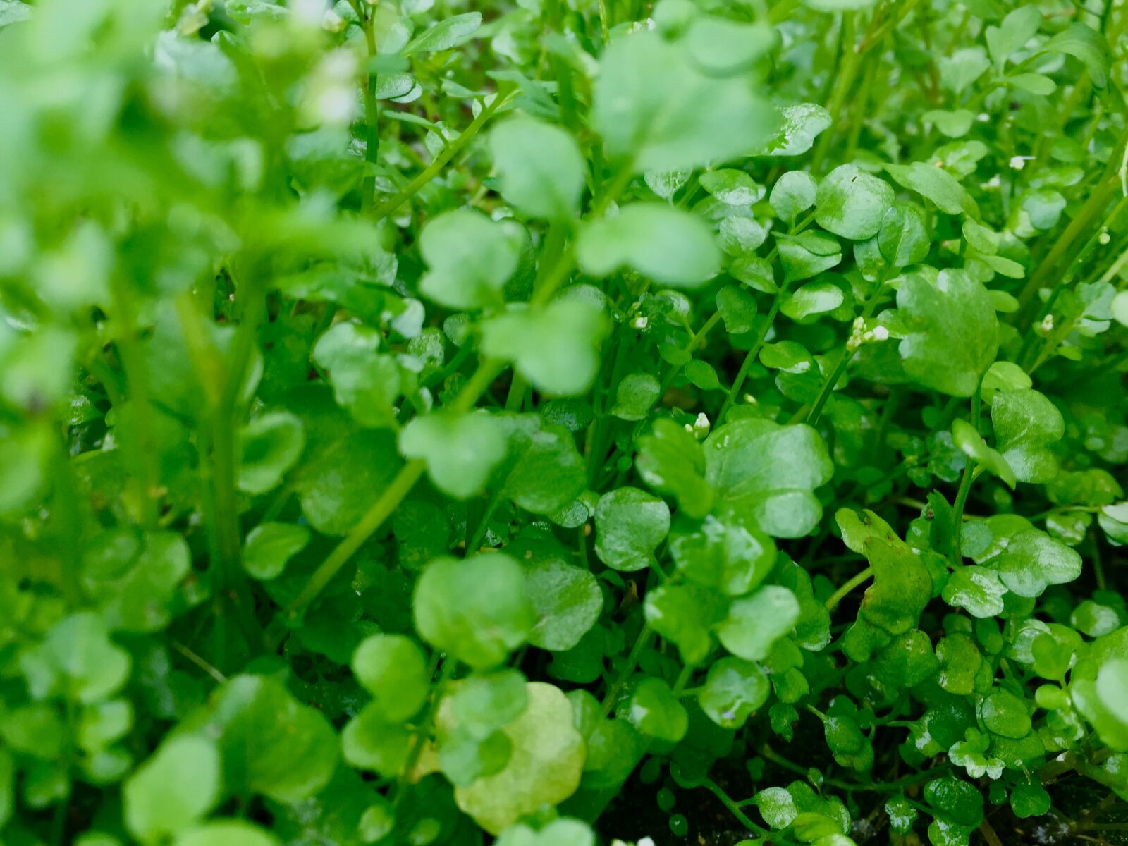 iPhone 6 back camera 4.15mm f/2.2 sample photo. Green, leaf, spring photography