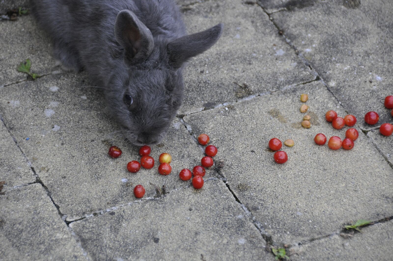 Nikon D90 sample photo. I love you, rabbit photography