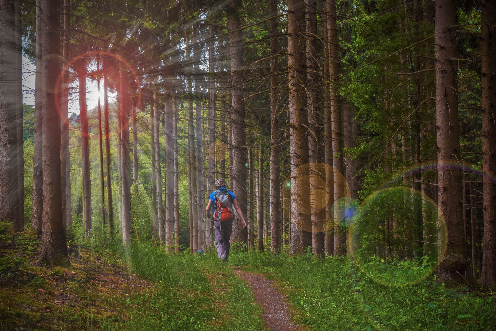Nikon D3300 sample photo. Forest, hiking, nature photography