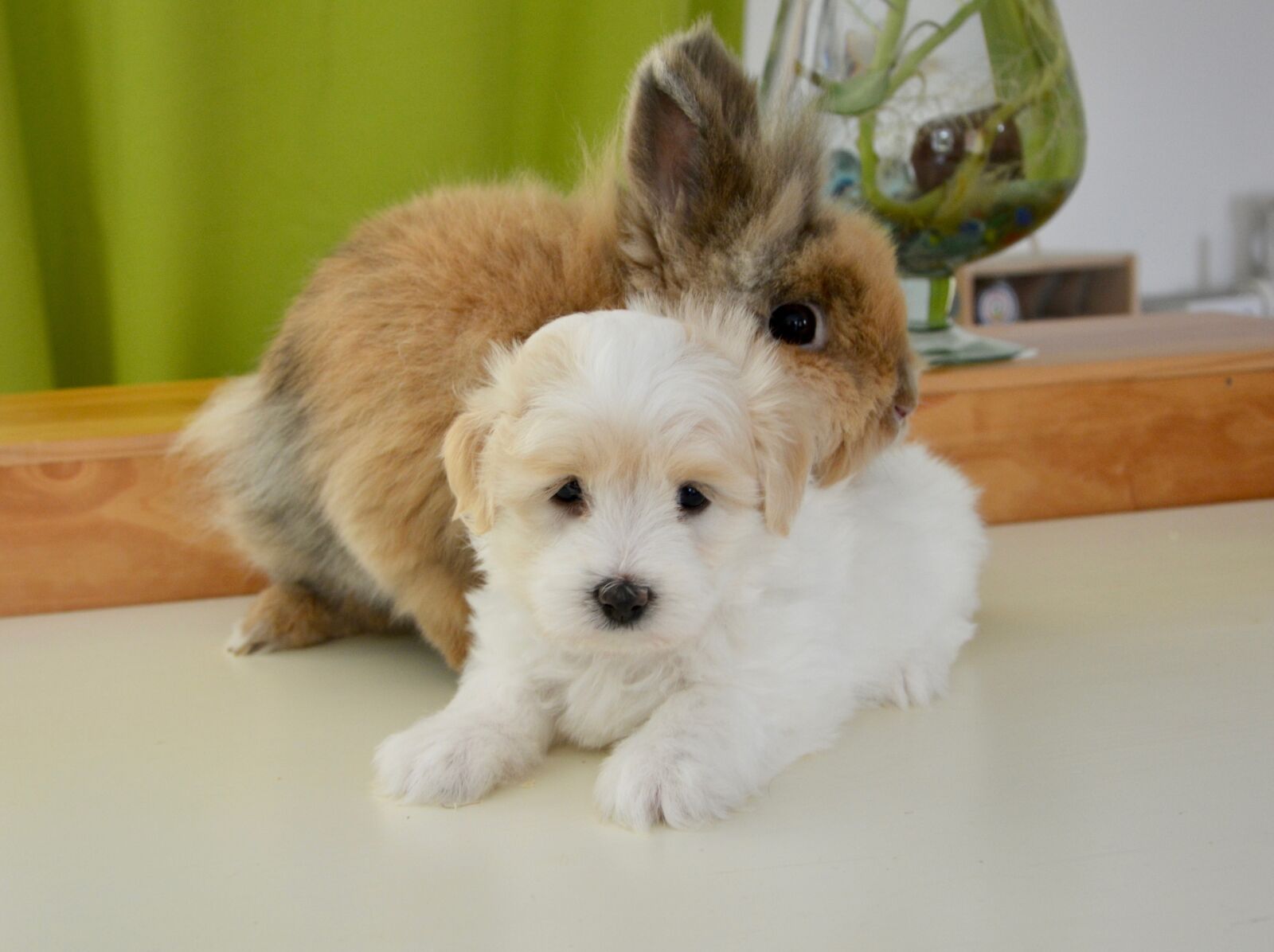 Nikon D5200 sample photo. Hug, rabbit, dog photography