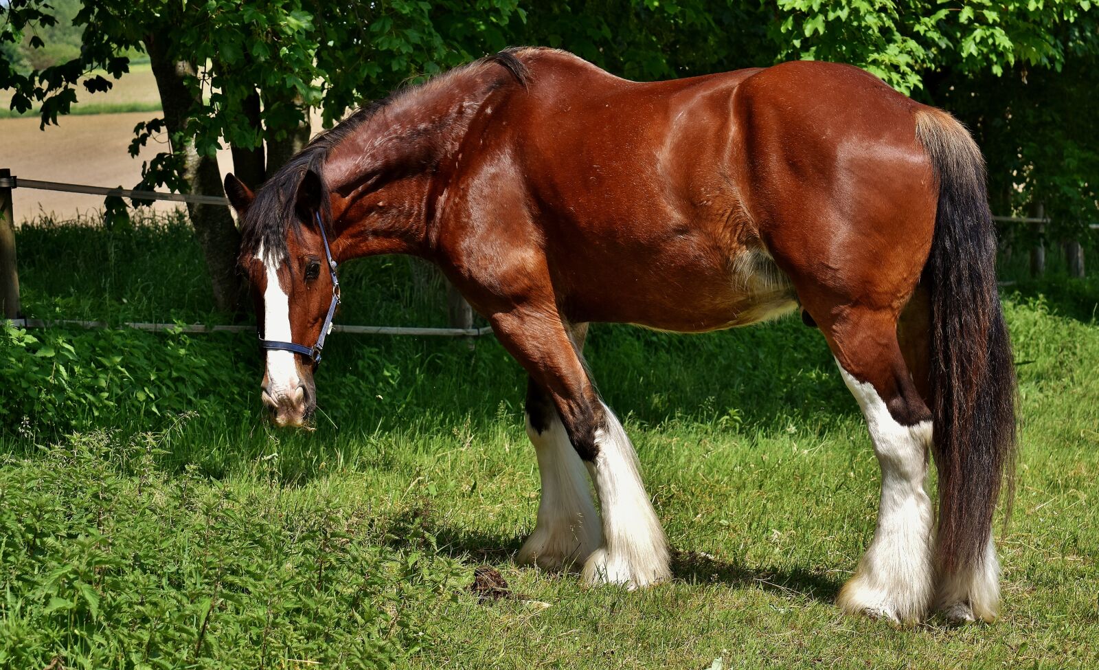 Nikon D7200 sample photo. Shire horse, horse, coupling photography